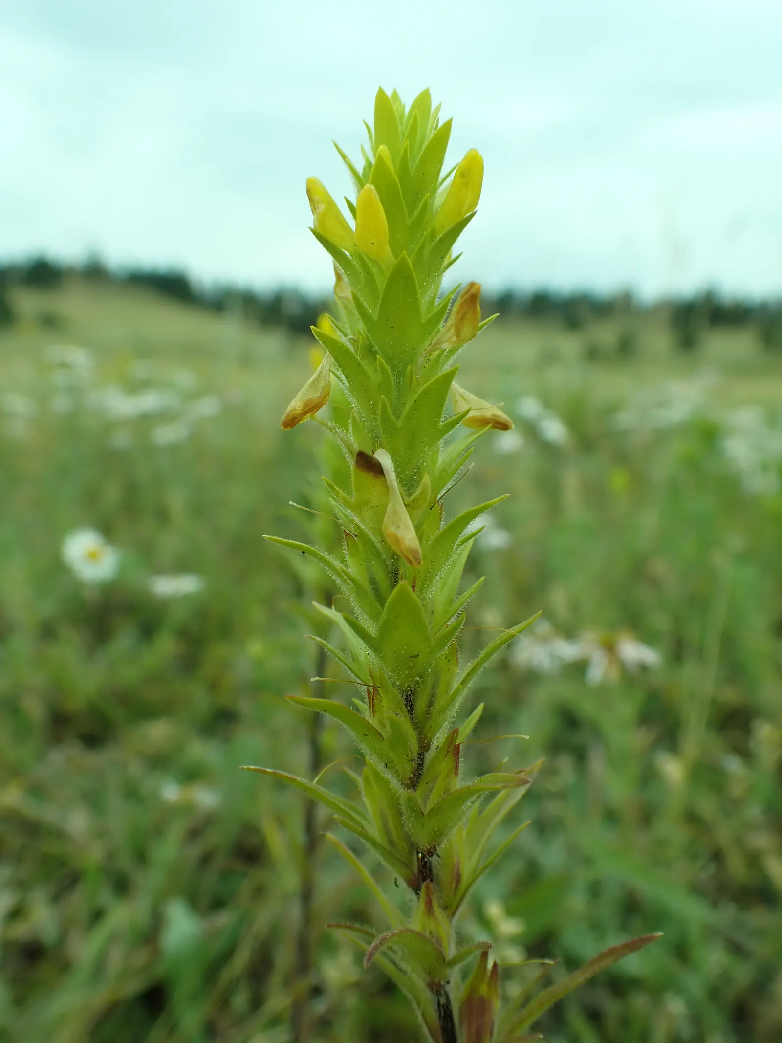 Owl's Clover (Orthocarpus Purpurascens) — with a spread of approximately 6 to 12 inches; owl's Clover reaches a modest height of 8 to 20 inches, image 77