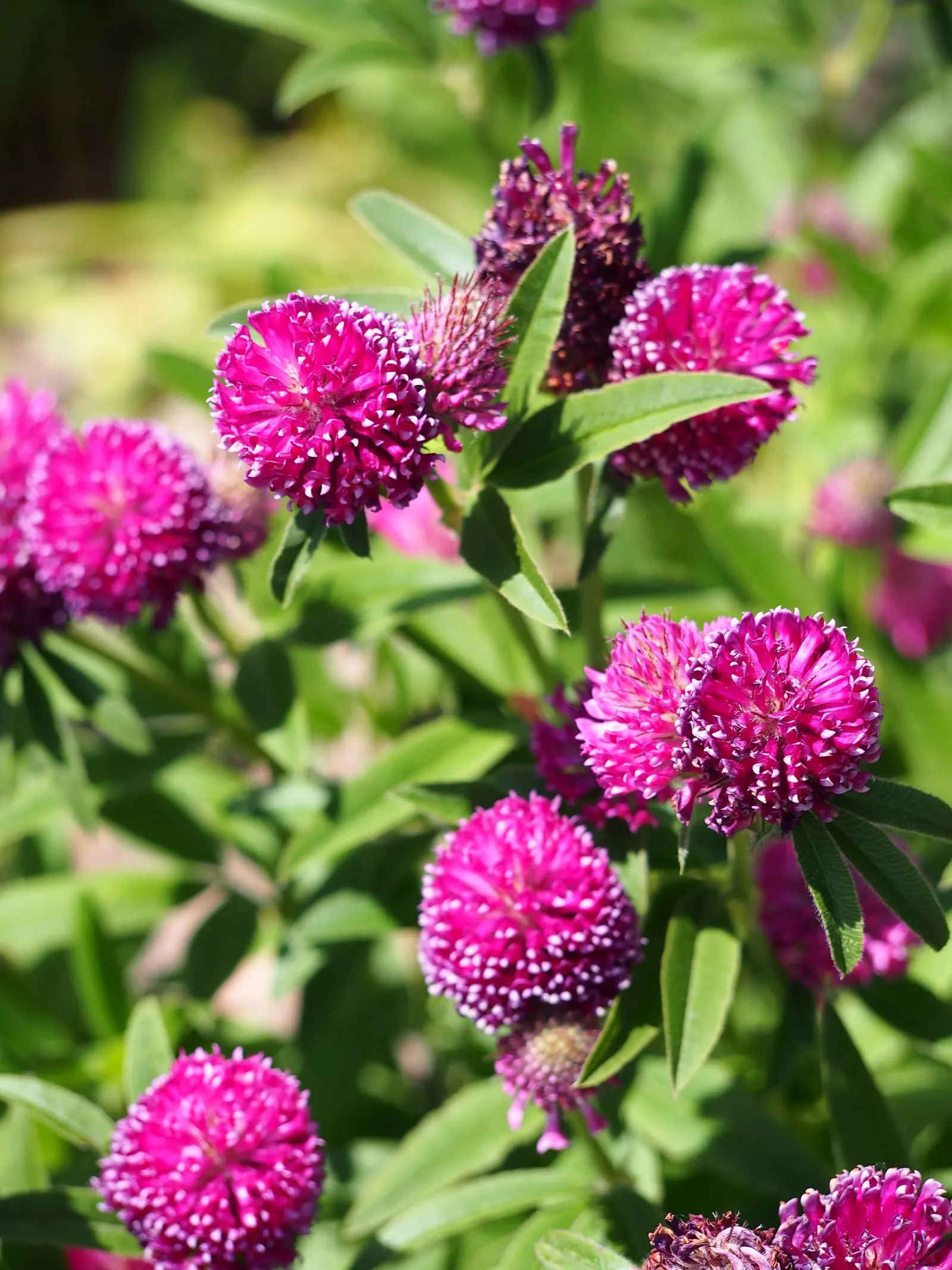 Owl's Clover (Orthocarpus Purpurascens) — which means that while it does photosynthesize; it thrives in full sun to partial shade and well-drained soils