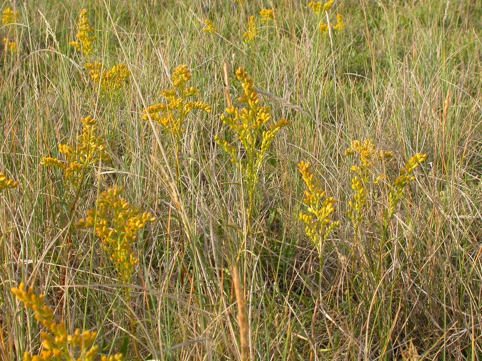 Owl's Clover (Orthocarpus Purpurascens) — consider its placement carefully; owl's Clover is a low-maintenance choice, image 62