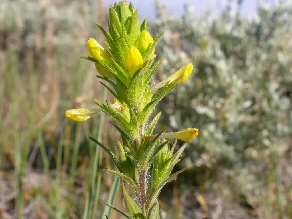 Owl's Clover (Orthocarpus Purpurascens) — annual for full