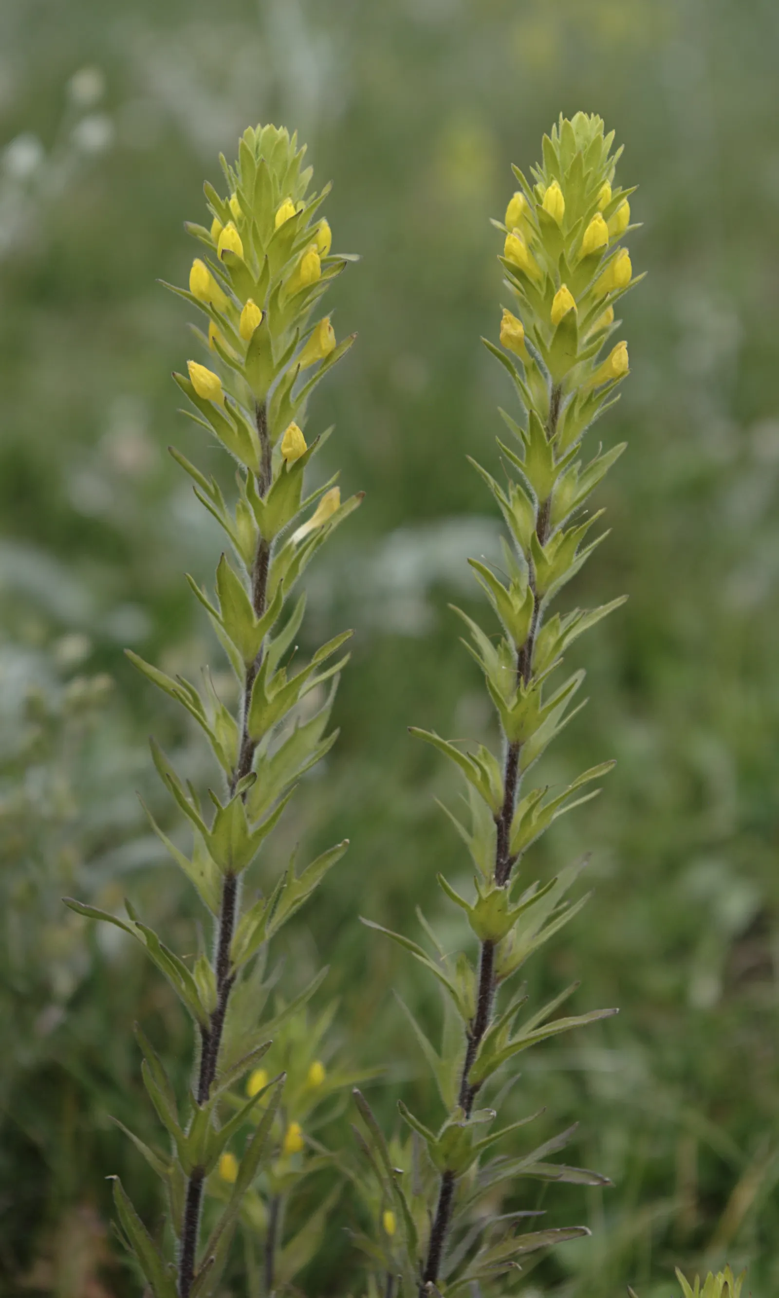 Owl's Clover (Orthocarpus Purpurascens) — Owl's Clover is a low-maintenance choice