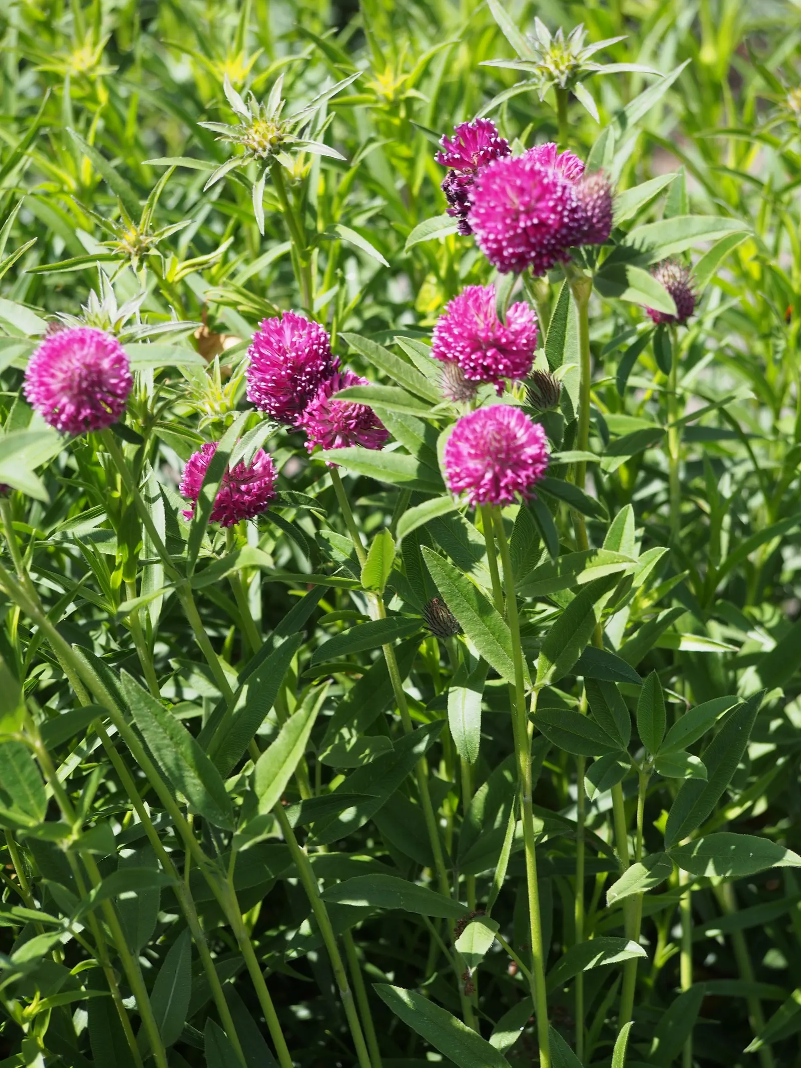 Owl's Clover (Orthocarpus Purpurascens) — The plant is characterized by dense spikes of vibrant purple-pink flowers