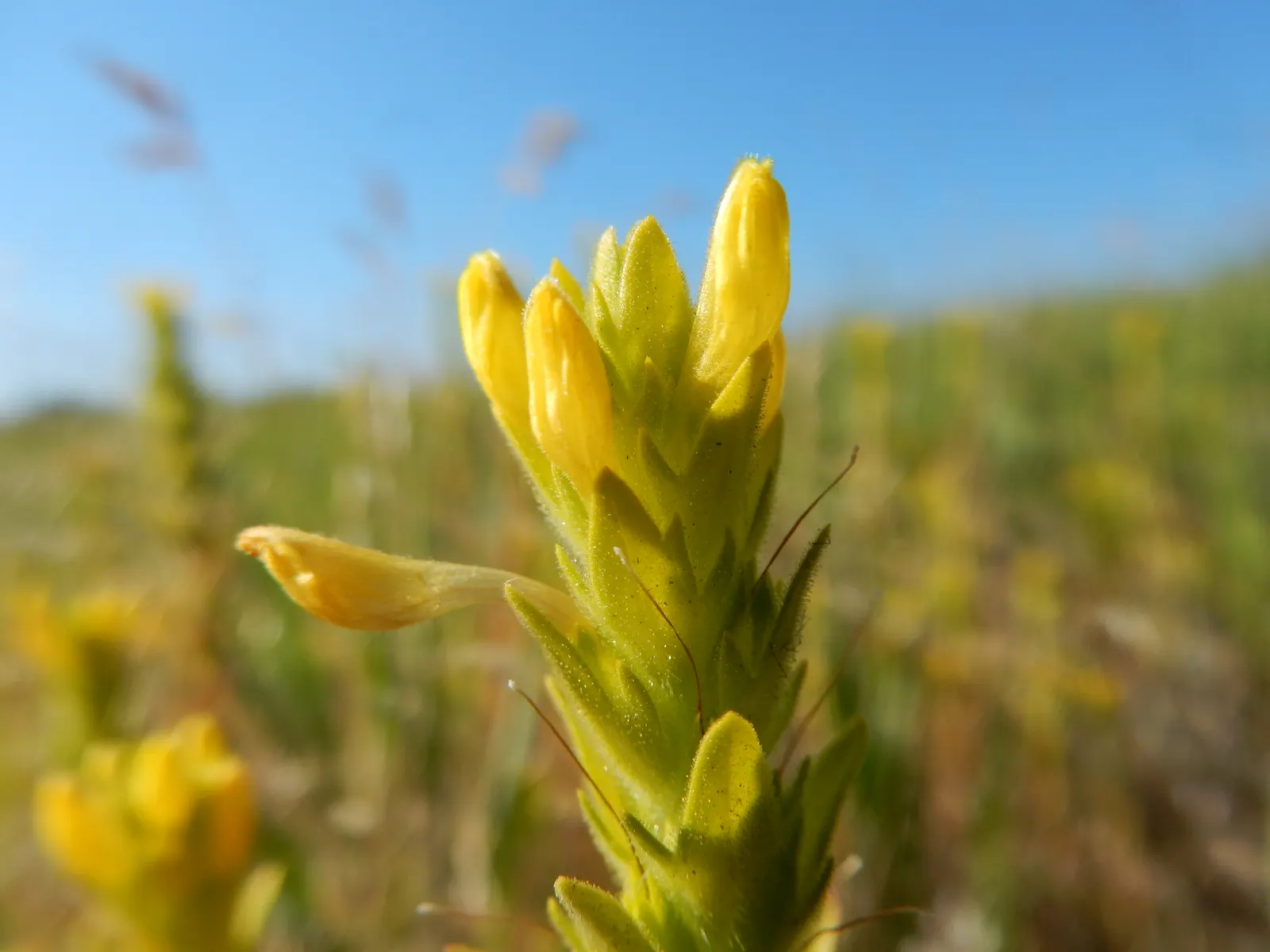 Owl's Clover (Orthocarpus Purpurascens) — Owl's Clover is a low-maintenance choice; owl's Clover (Orthocarpus purpurascens) is a striking annual, image 63