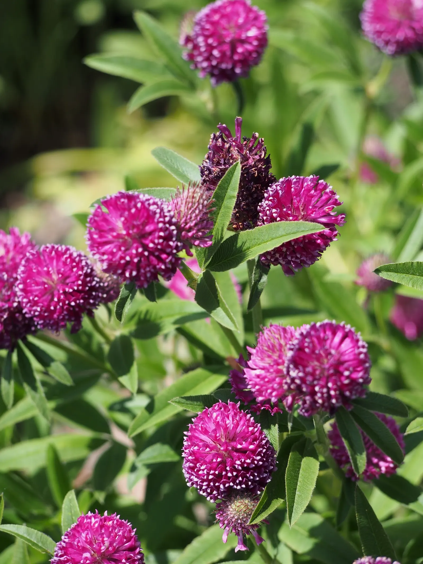 Owl's Clover (Orthocarpus Purpurascens) — Owl's Clover reaches a modest height of 8 to 20 inches; annual for full, image 53