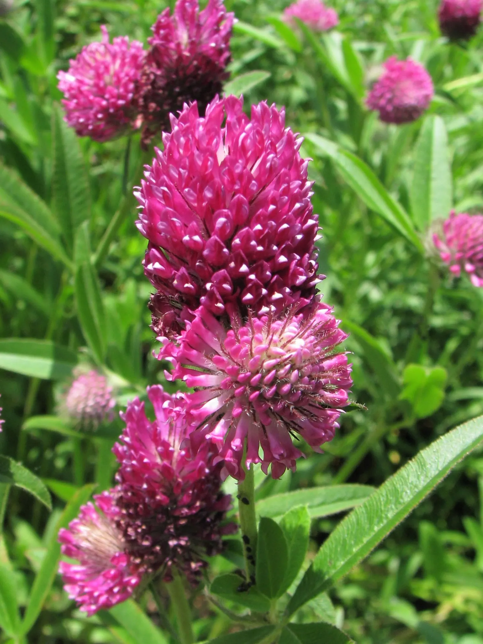 Owl's Clover (Orthocarpus Purpurascens) — providing a sustained display of color.<br><br>Owl's Clover is a hemiparasitic plant; thus conserving, image 59