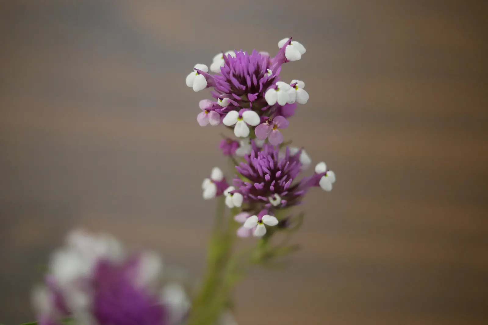 Owl's Clover (Orthocarpus Purpurascens) — requiring minimal watering once established