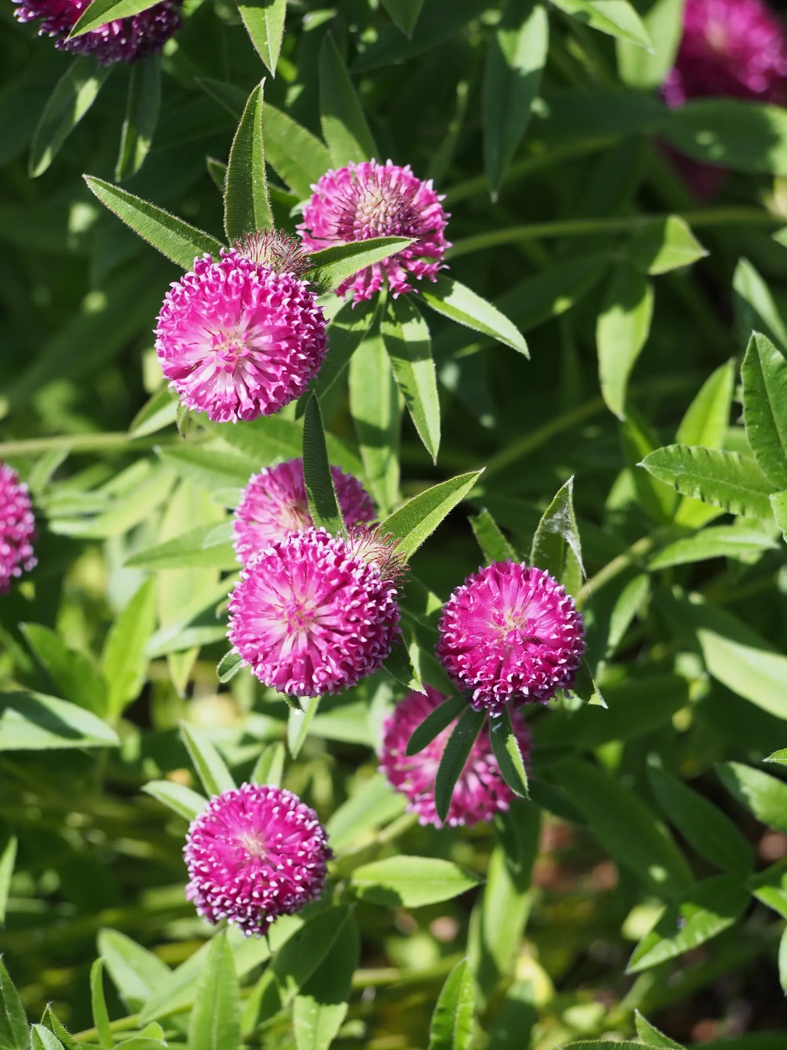 Owl's Clover (Orthocarpus Purpurascens) — it also derives some of its nutrients from the roots of neighboring plants; therefore; which are intricately marked
