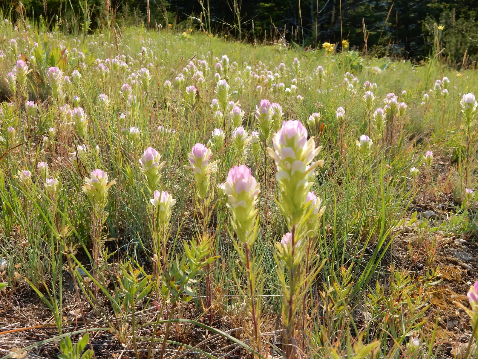 Owl's Clover (Orthocarpus Purpurascens) — providing a sustained display of color.<br><br>Owl's Clover is a hemiparasitic plant; thus conserving water and