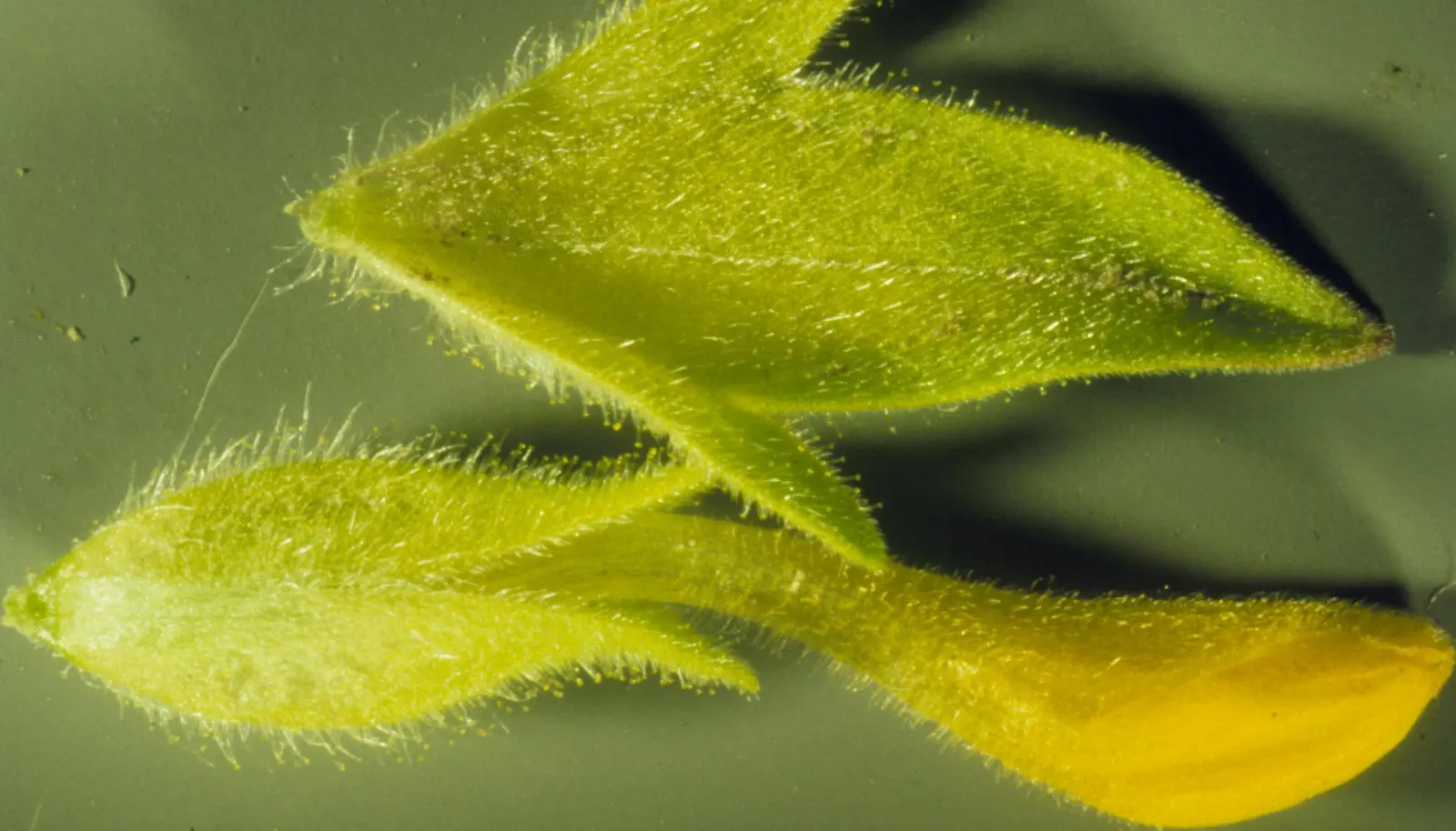 Owl's Clover (Orthocarpus Purpurascens) — scientifically known as Orthocarpus purpurascens