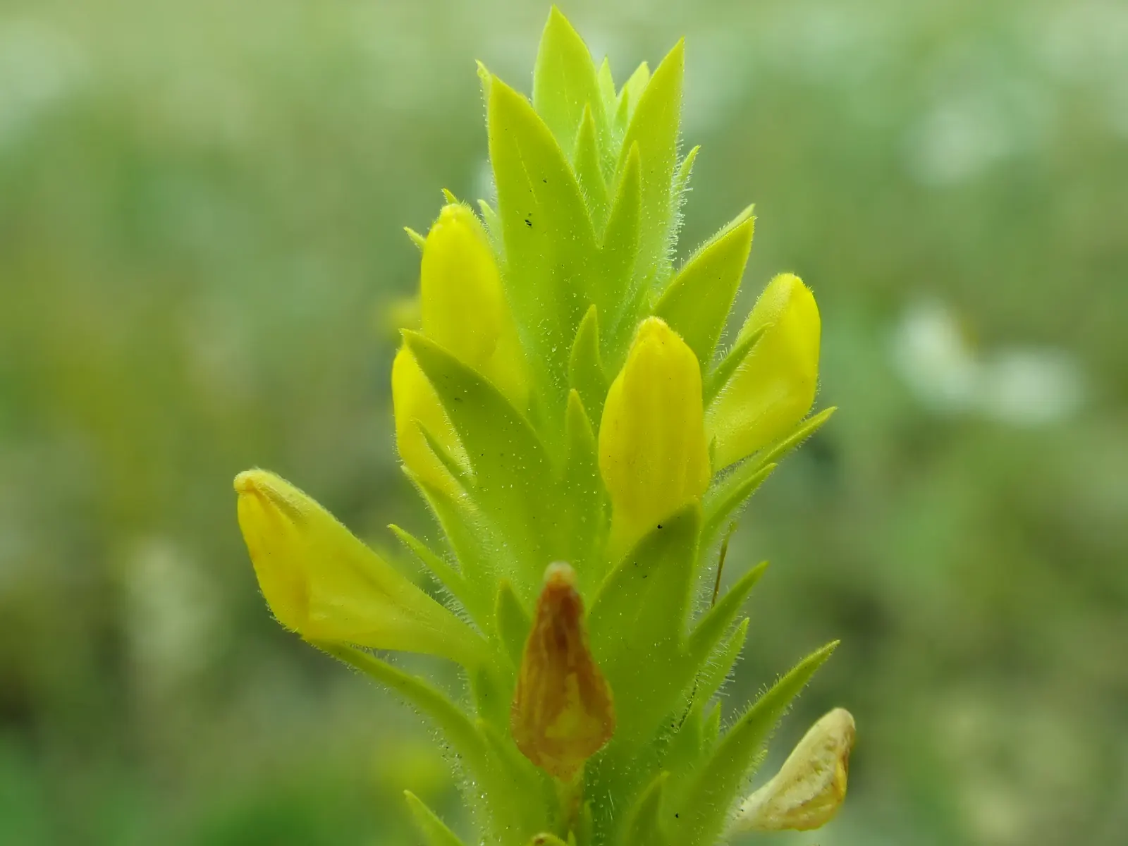 Owl's Clover (Orthocarpus Purpurascens) — it also derives some of its nutrients from the roots of neighboring plants; therefore; which are, image 61