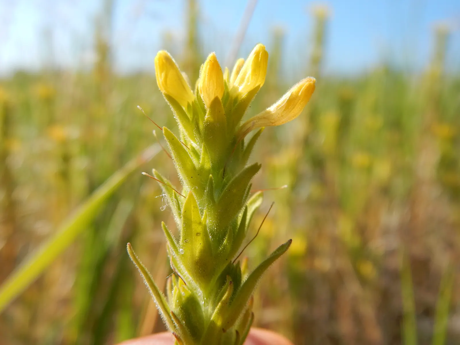 Owl's Clover (Orthocarpus Purpurascens) — It thrives in full sun to partial shade and well-drained soils, reaching up to 12 inches in height, image 49
