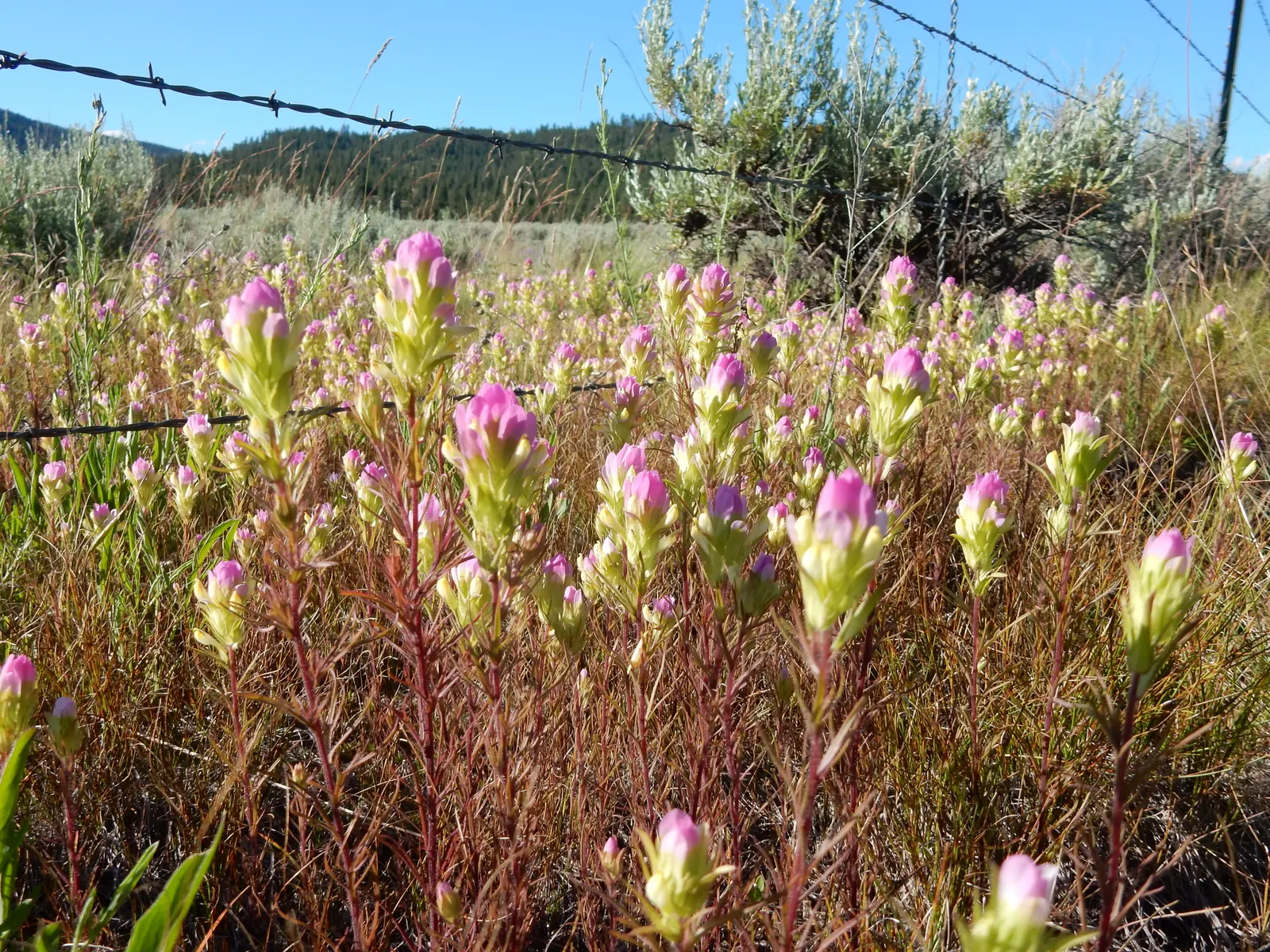 Owl's Clover (Orthocarpus Purpurascens) — consider its placement carefully