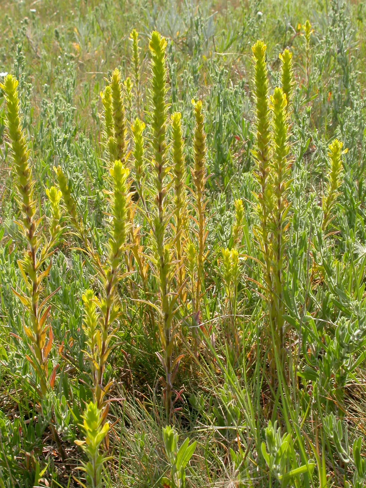 Owl's Clover (Orthocarpus Purpurascens) — Owl's Clover reaches a modest height of 8 to 20 inches; annual for full