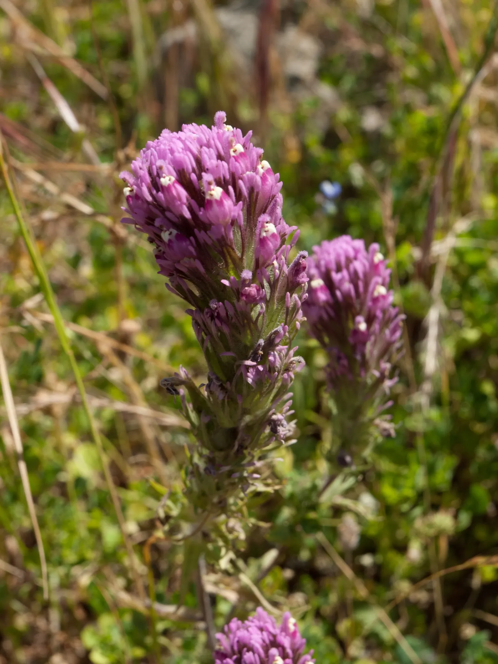 Owl's Clover (Orthocarpus Purpurascens) — noted for its vibrant purple-pink inflorescences that resemble owls; thus giving this plant its common, image 48