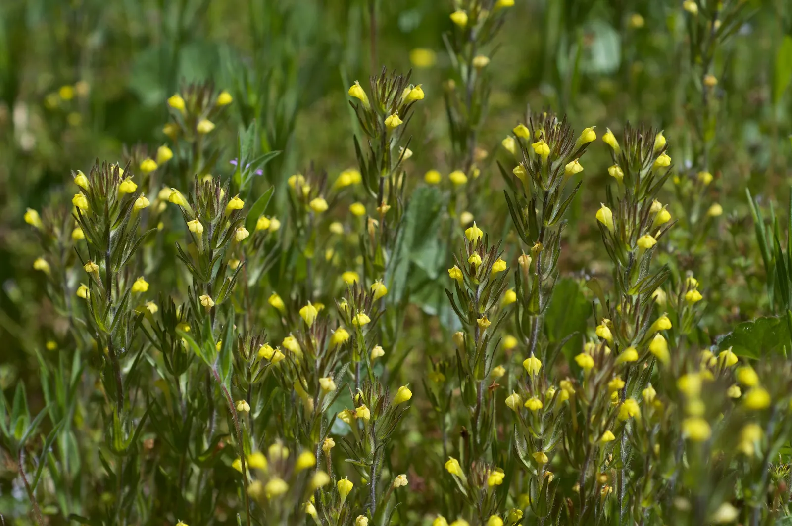 Owl's Clover (Orthocarpus Purpurascens) — It thrives in full sun to partial shade and well-drained soils, reaching up to 12 inches in height; requiring minimal