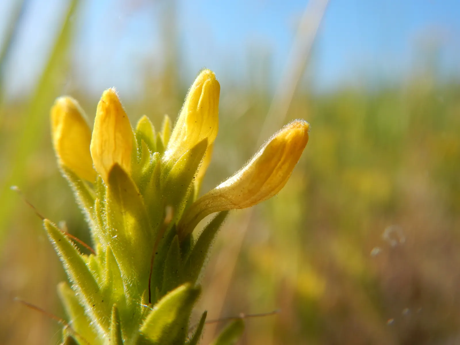 Owl's Clover (Orthocarpus Purpurascens) — Owl's Clover reaches a modest height of 8 to 20 inches