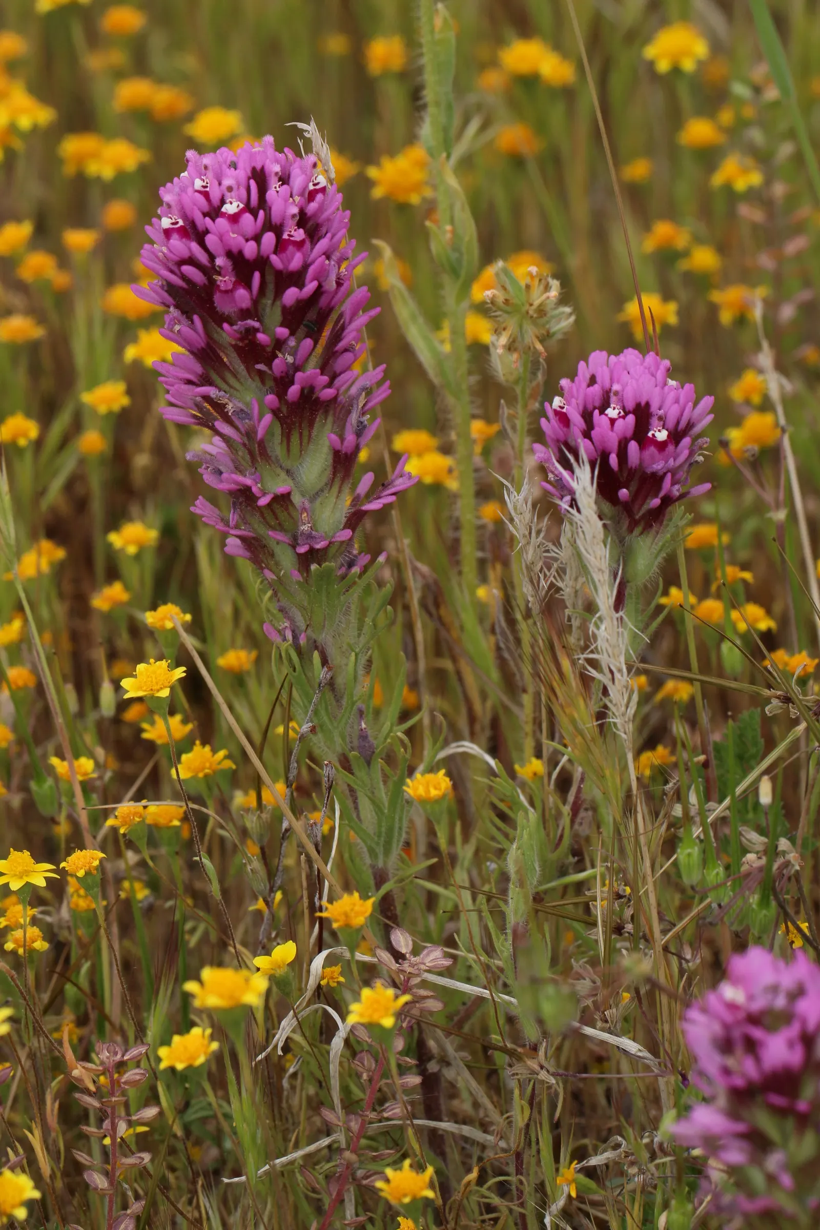 Owl's Clover (Orthocarpus Purpurascens) — scientifically known as Orthocarpus purpurascens; the plant is characterized by dense spikes of vibrant, image 51