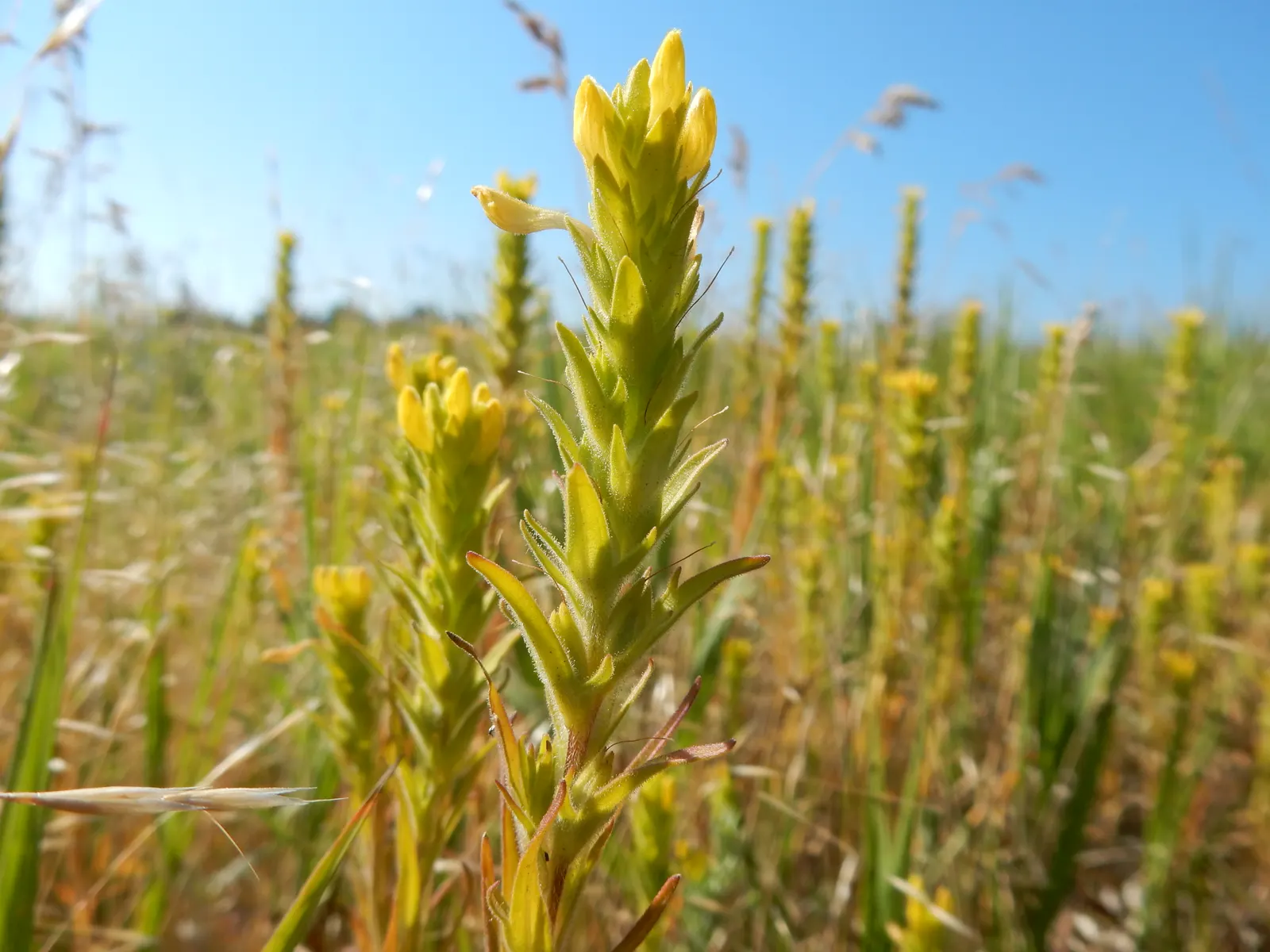 Owl's Clover (Orthocarpus Purpurascens) — Owl's Clover reaches a modest height of 8 to 20 inches; annual for full, image 76