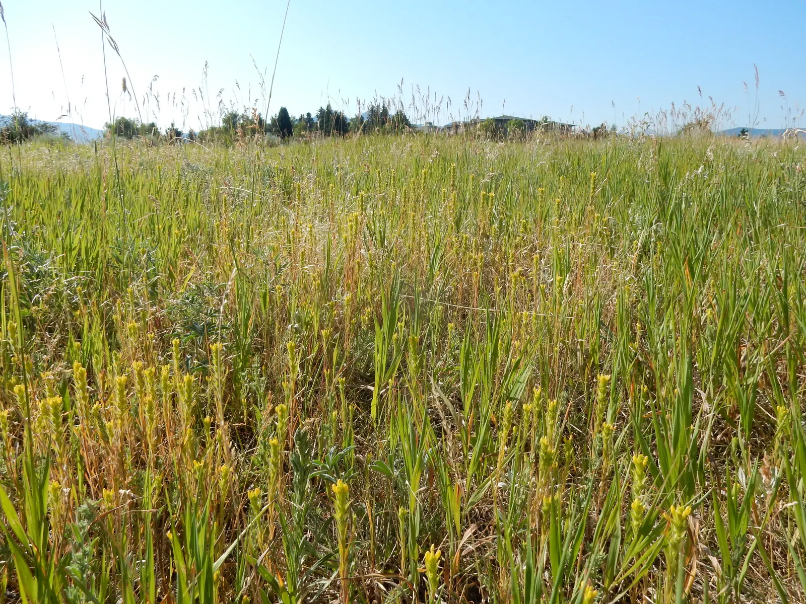 Owl's Clover (Orthocarpus Purpurascens) — it also derives some of its nutrients from the roots of neighboring plants; therefore; which are, image 84