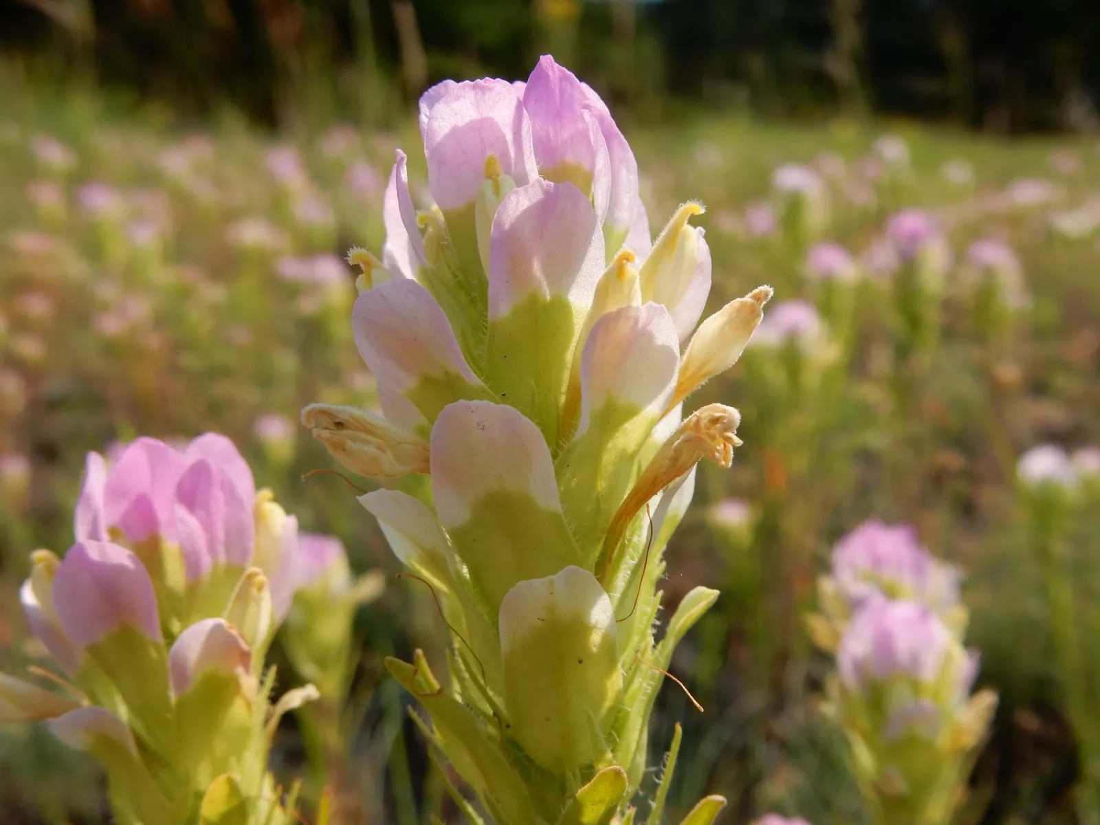 Owl's Clover (Orthocarpus Purpurascens) — pink and purple flowers in the garden