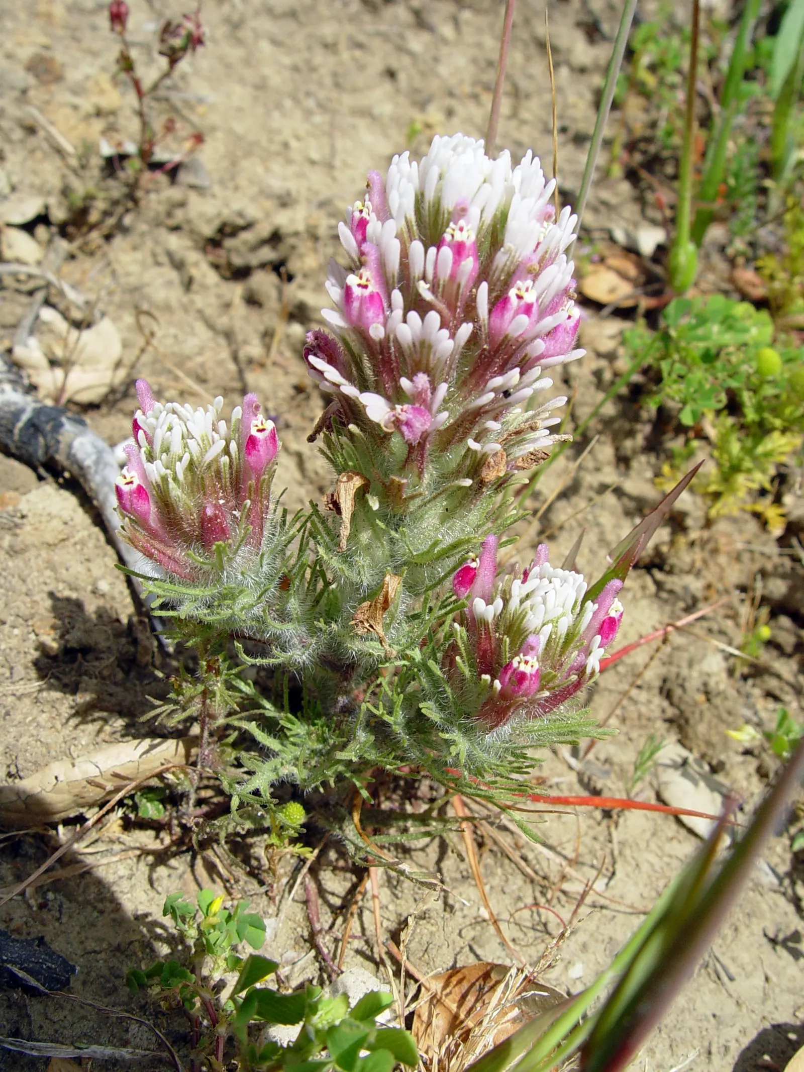 Owl's Clover (Orthocarpus Purpurascens) — annual with pink and purple blooms; providing a sustained display of color.<br><br>Owl's Clover is a, image 68