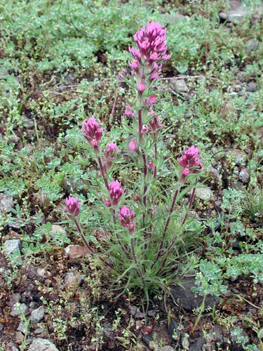 Owl's Clover (Orthocarpus Purpurascens) — The flowers emerge in late spring and last through early summer, image 81