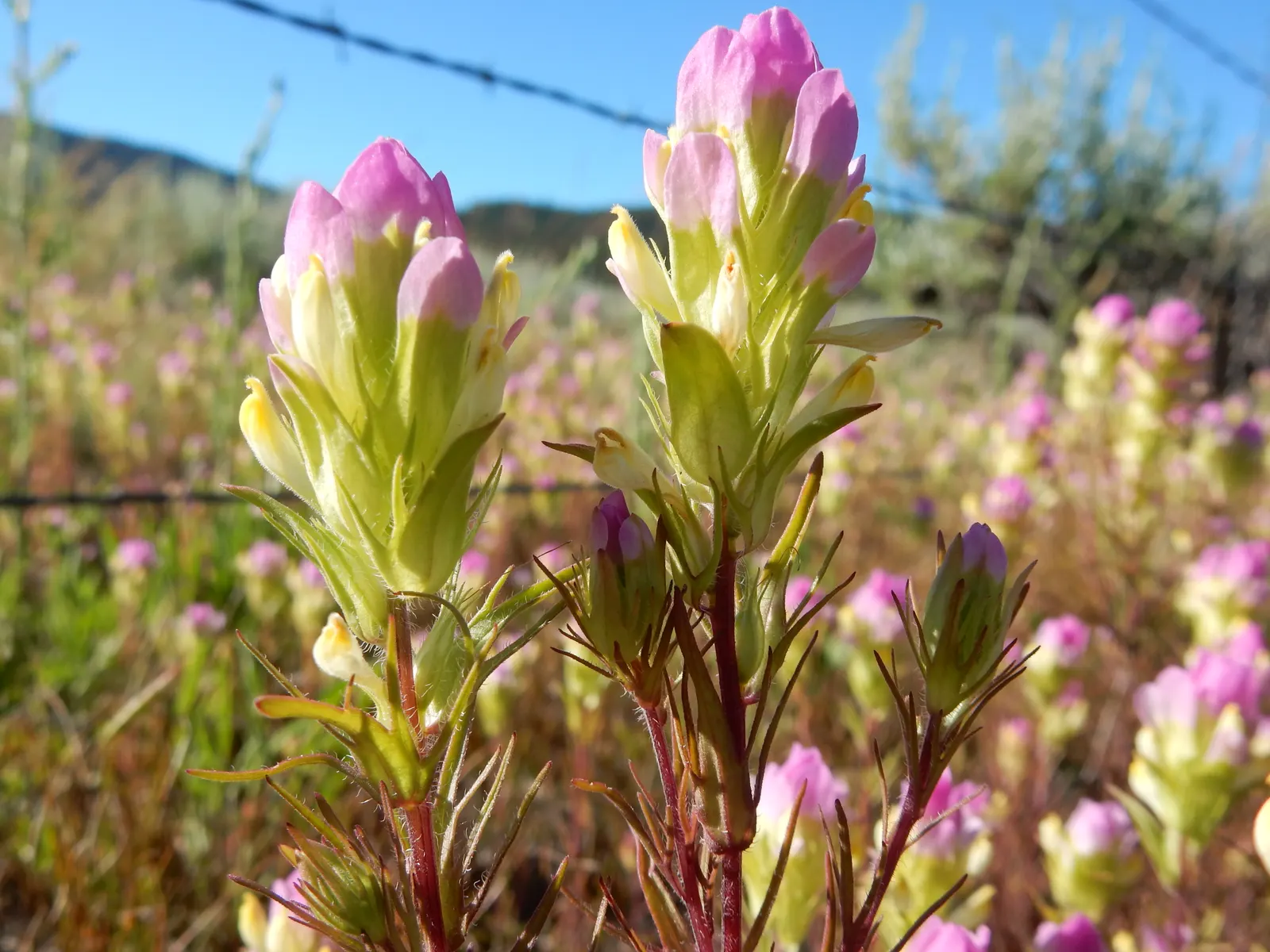 Owl's Clover (Orthocarpus Purpurascens) — with a spread of approximately 6 to 12 inches; owl's Clover reaches a modest height of 8 to 20 inches