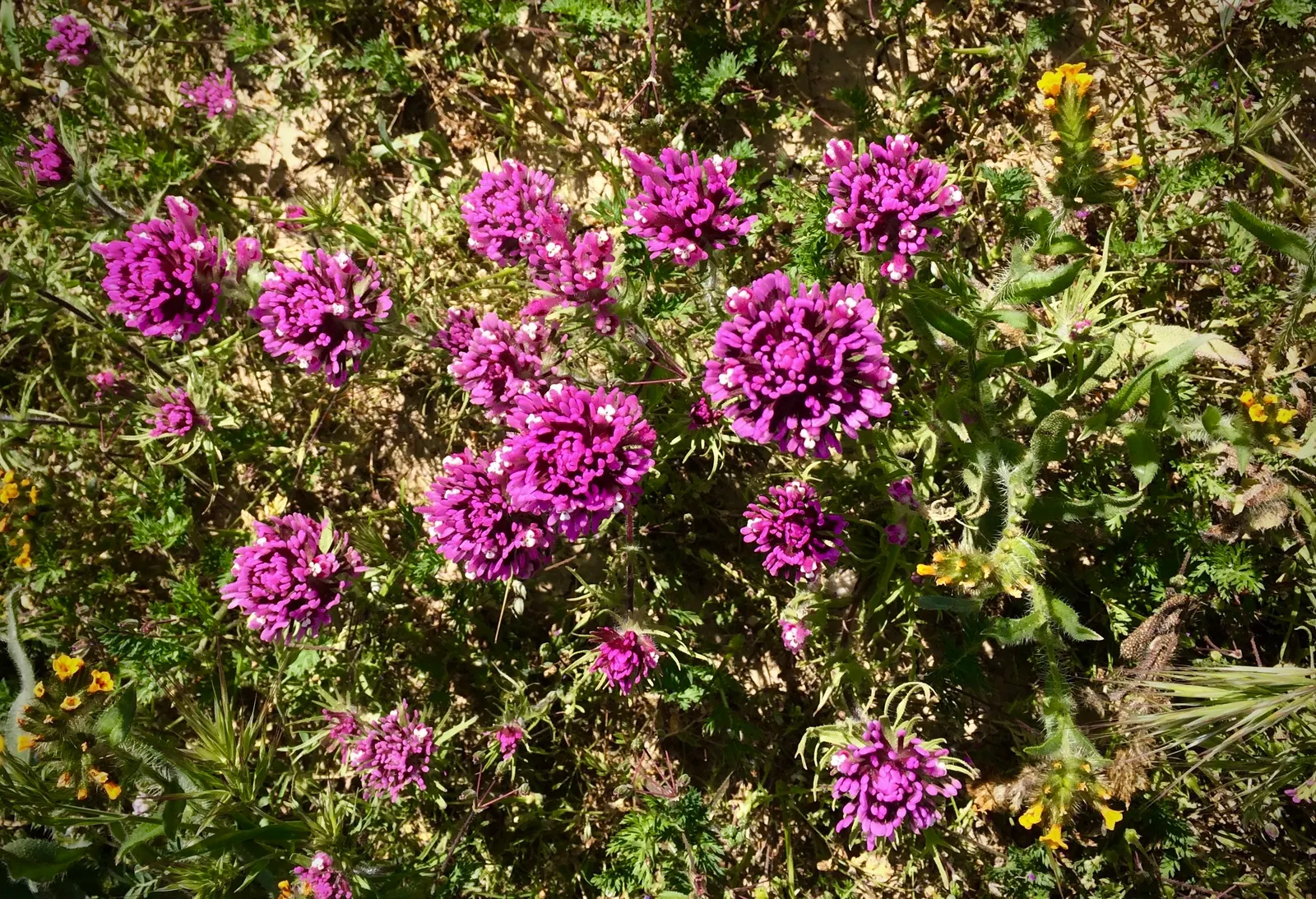 Owl's Clover (Orthocarpus Purpurascens) — it also derives some of its nutrients from the roots of neighboring plants; therefore