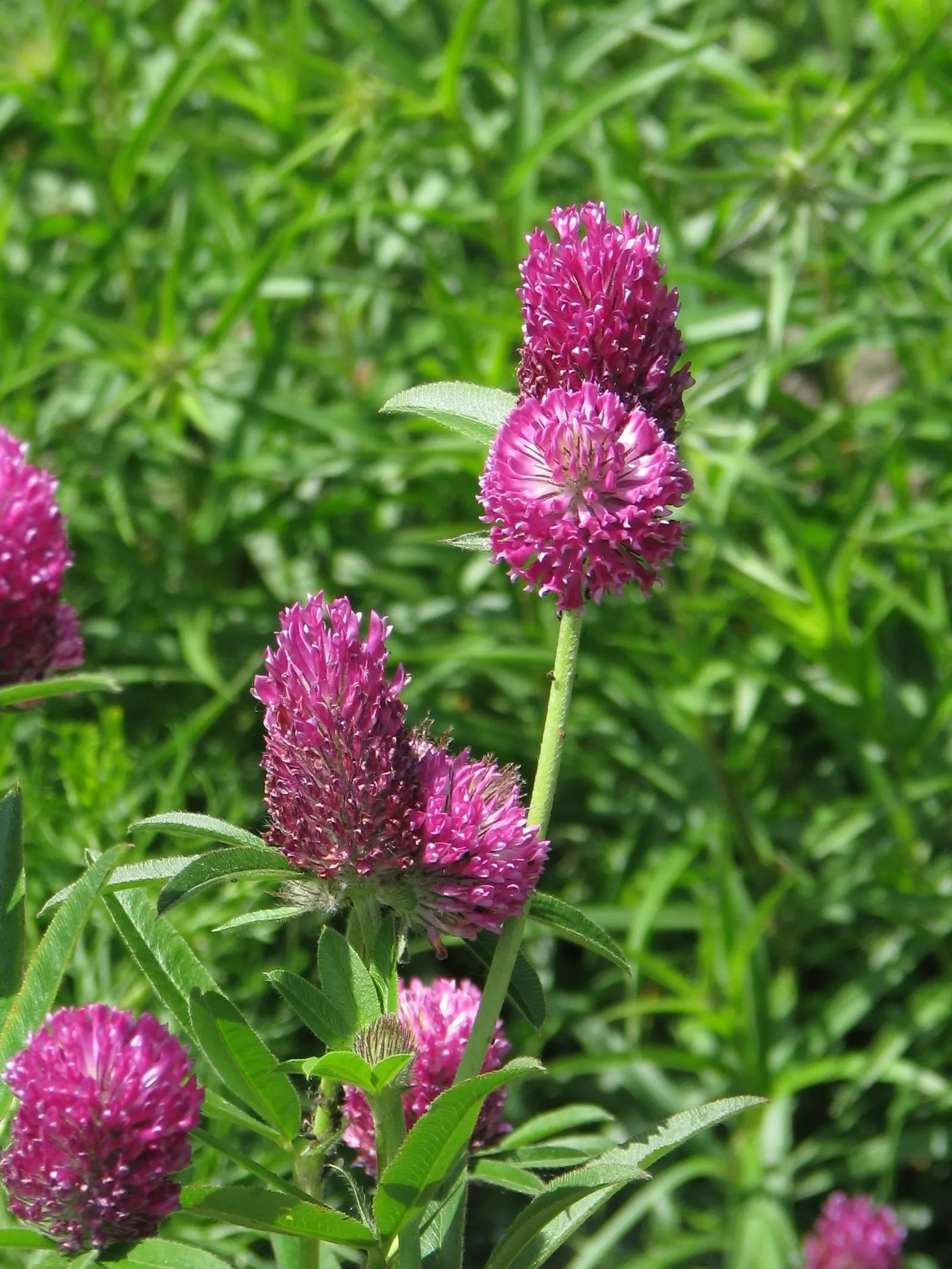 Owl's Clover (Orthocarpus Purpurascens) — thus giving this plant its common name; scientifically known as Orthocarpus purpurascens, image 57
