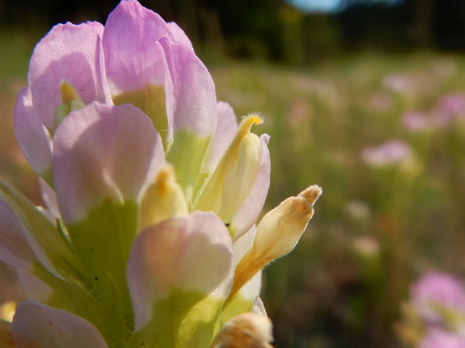 Owl's Clover (Orthocarpus Purpurascens) — requiring minimal watering once established; with a spread of approximately 6 to 12 inches
