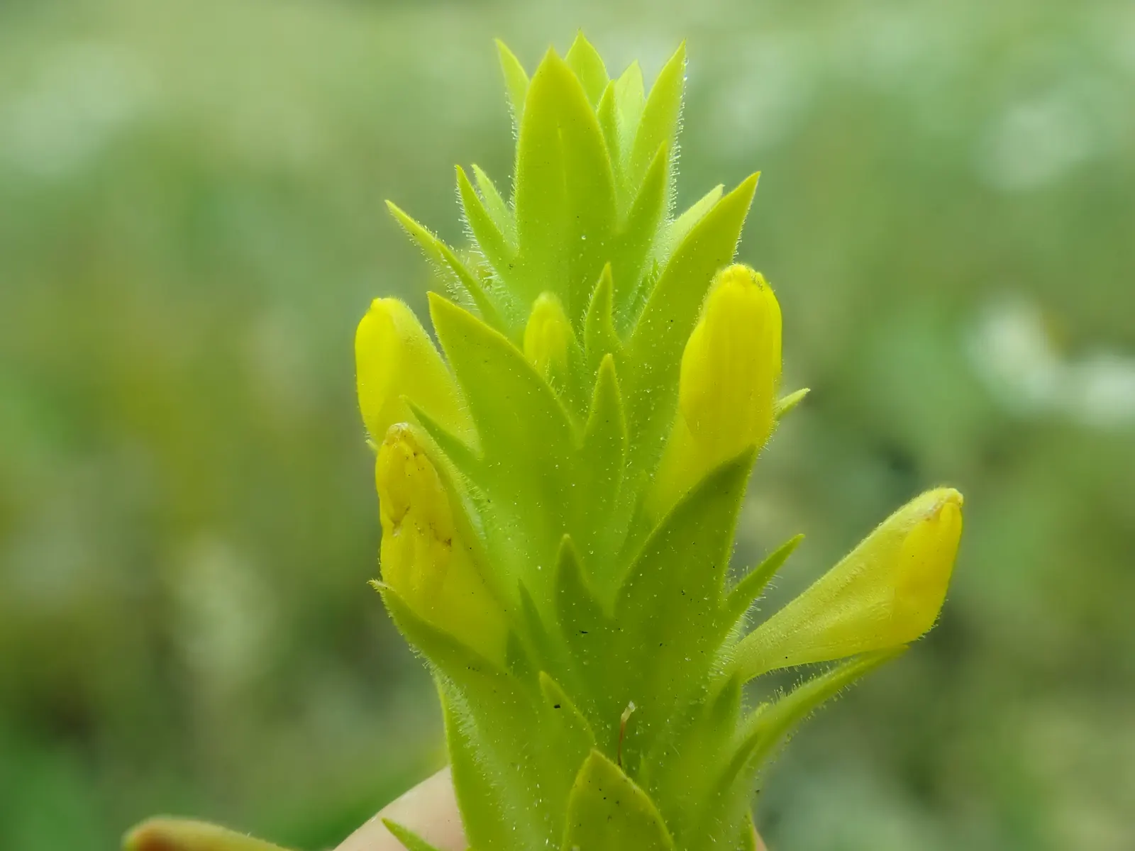 Owl's Clover (Orthocarpus Purpurascens) — thus conserving water and aligning with xeriscaping principles; it also derives some of its nutrients from the roots