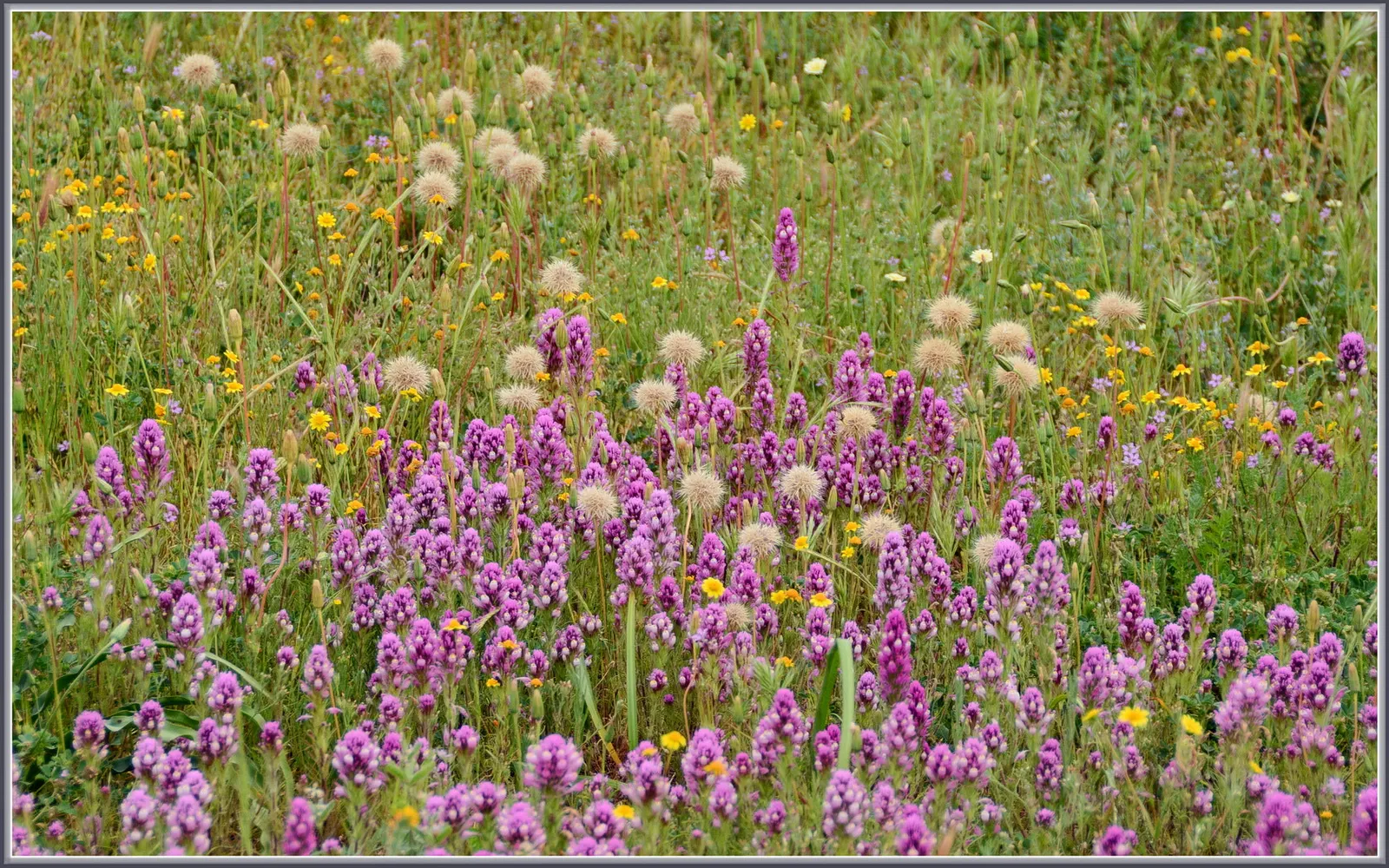 Owl's Clover (Orthocarpus Purpurascens) — The plant is characterized by dense spikes of vibrant purple-pink flowers; which means that while it does
