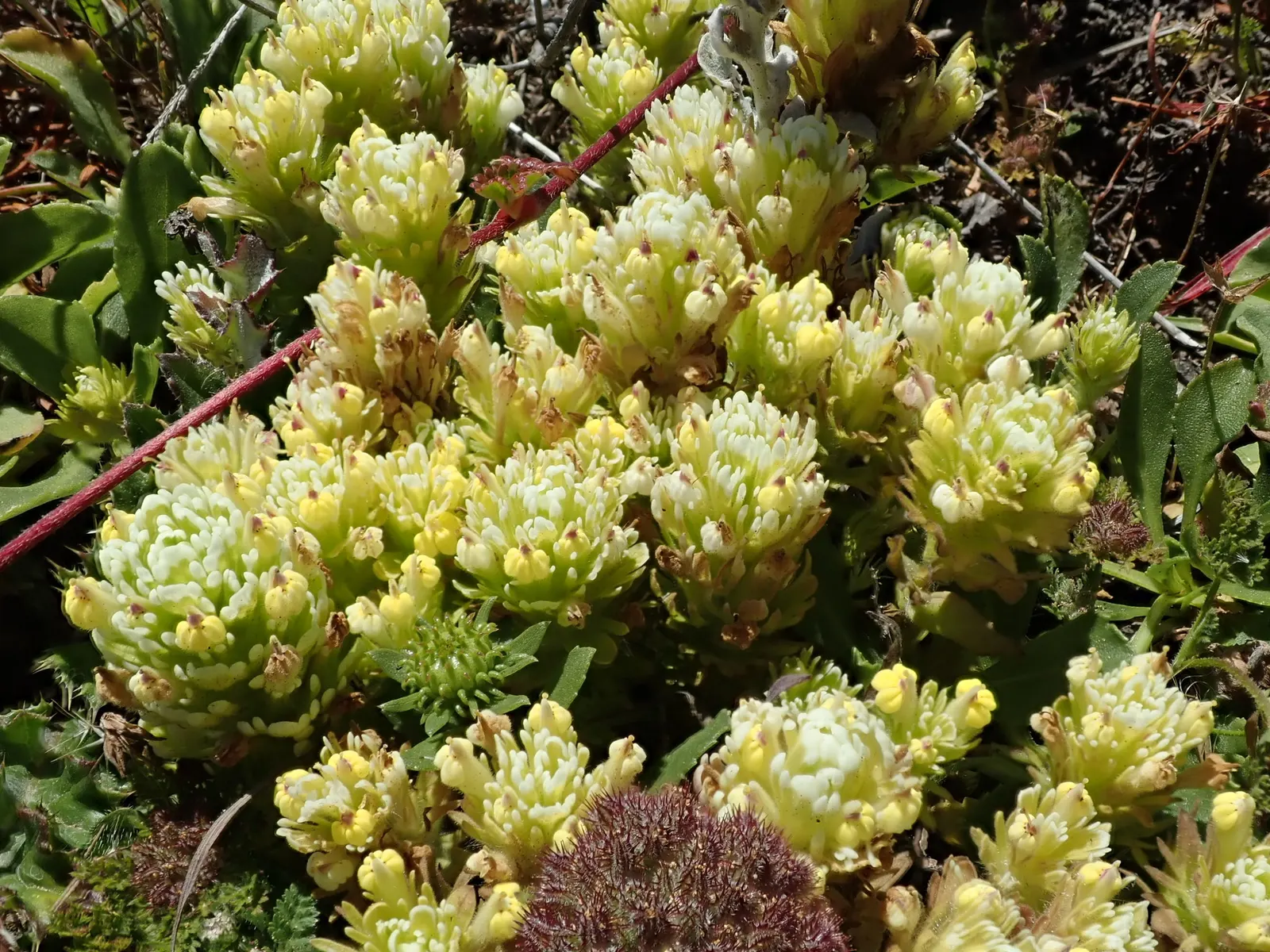 Owl's Clover (Orthocarpus Purpurascens) — scientifically known as Orthocarpus purpurascens; the plant is characterized by dense spikes of vibrant purple-pink