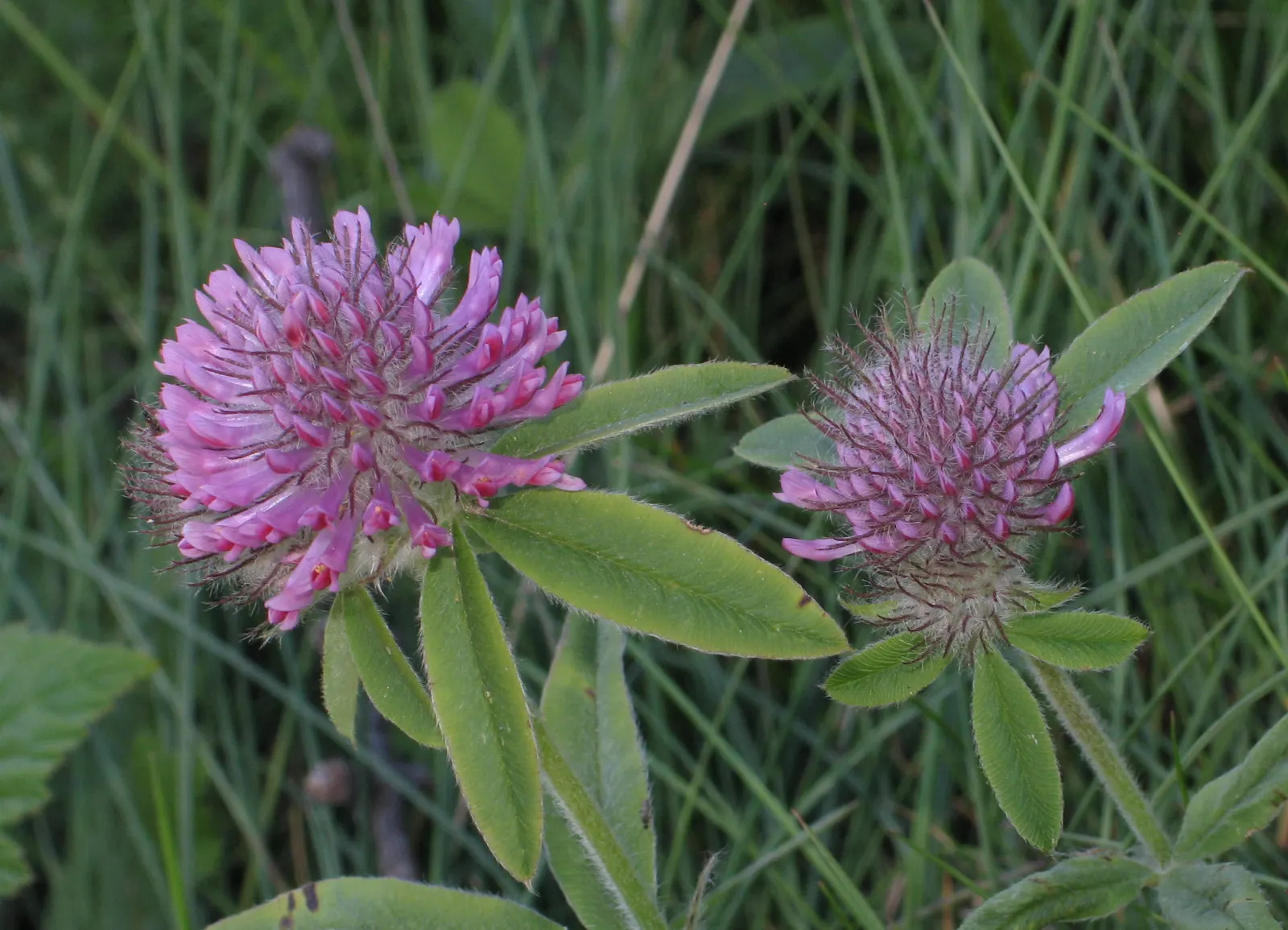 Owl's Clover (Orthocarpus Purpurascens) — noted for its vibrant purple-pink inflorescences that resemble owls; thus giving this plant its common name