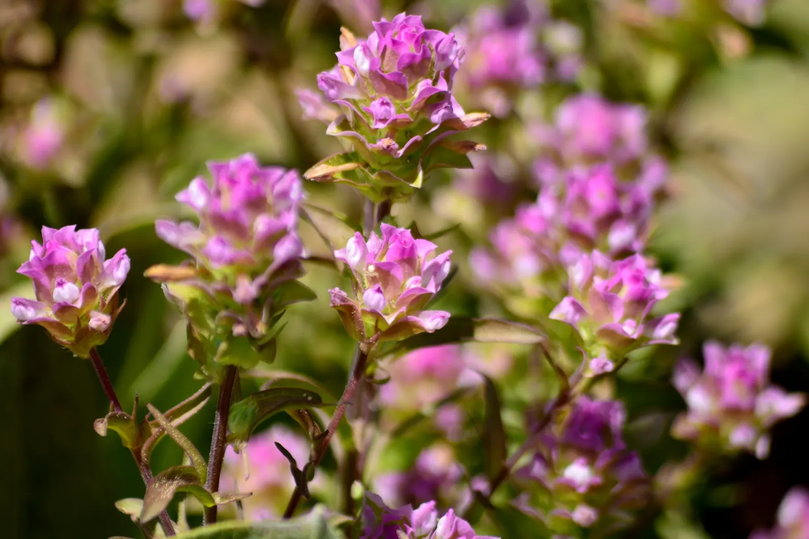Owl's Clover (Orthocarpus Purpurascens) — which are intricately marked and resemble the shape of a small owl's face; pink and purple flowers in the, image 79