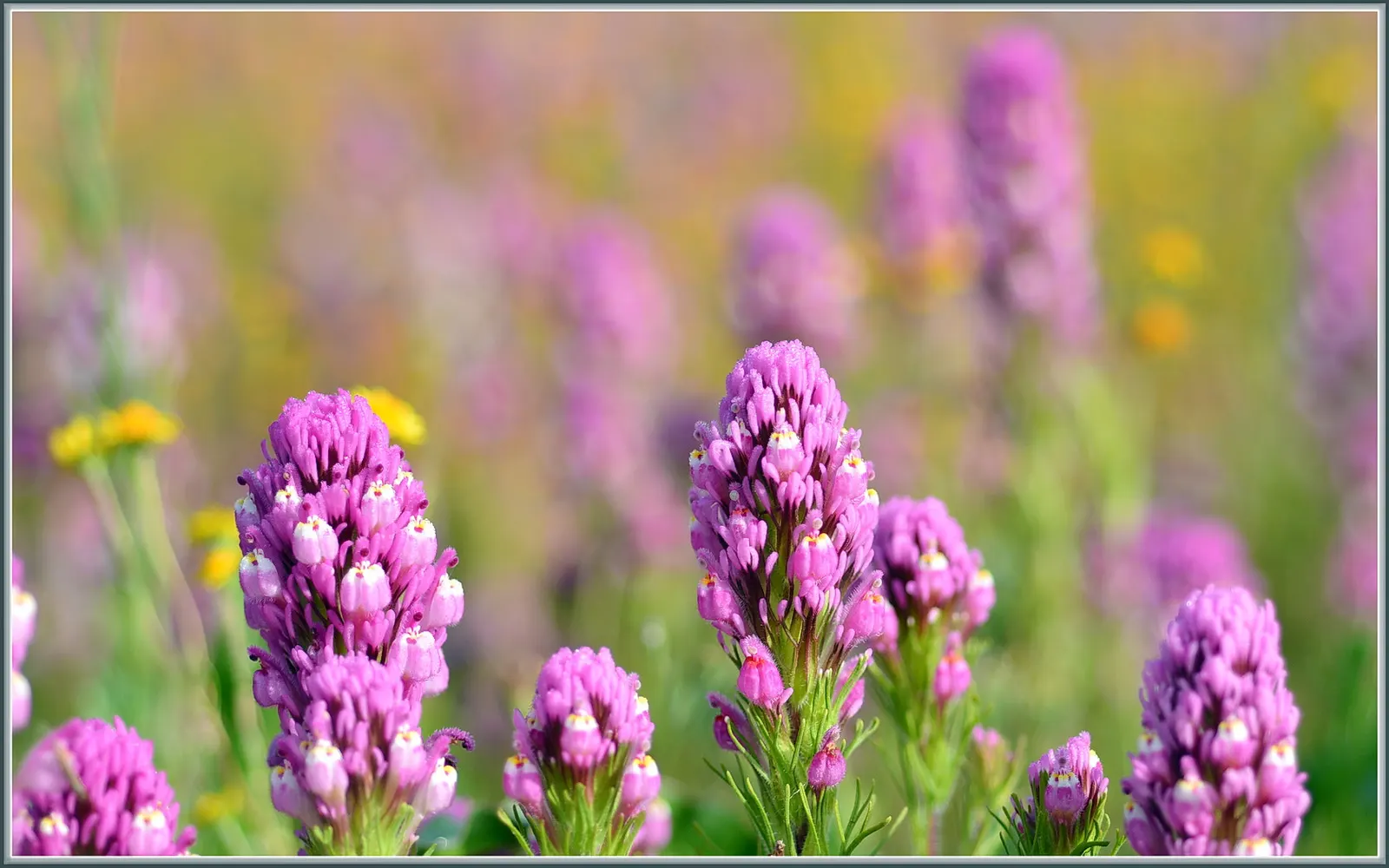 Owl's Clover (Orthocarpus Purpurascens) — providing a sustained display of color.<br><br>Owl's Clover is a hemiparasitic plant; thus conserving, image 82