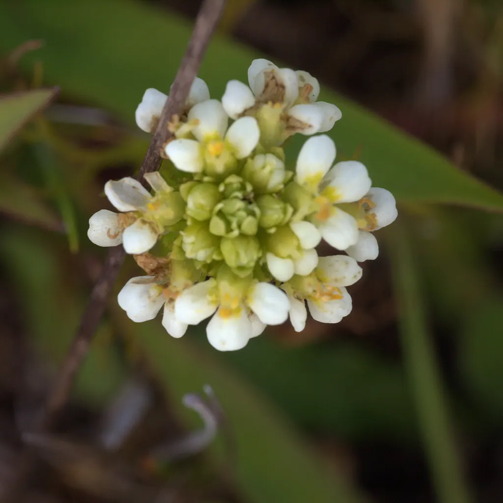 Owl's Clover (Orthocarpus Purpurascens) — which are intricately marked and resemble the shape of a small owl's face; pink and purple flowers in the, image 56