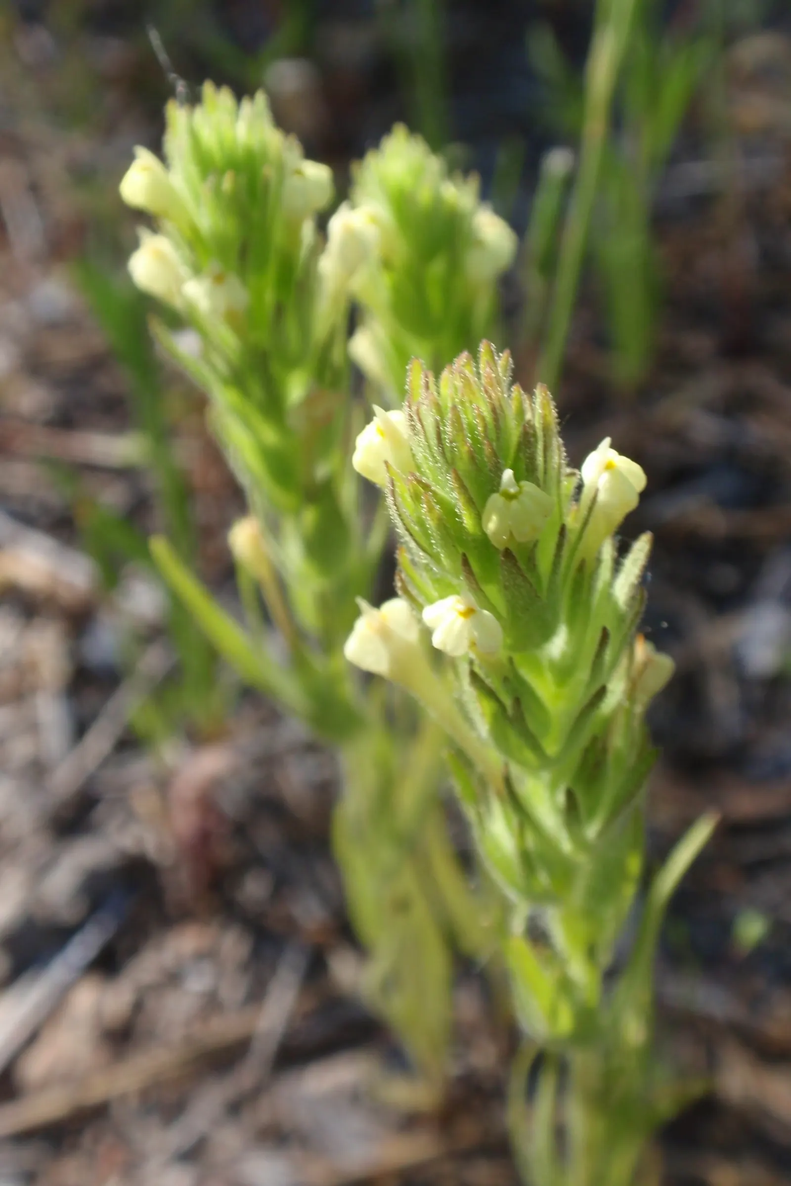 Owl's Clover (Orthocarpus Purpurascens) — annual for full; and to strengthen the garden's ecological function