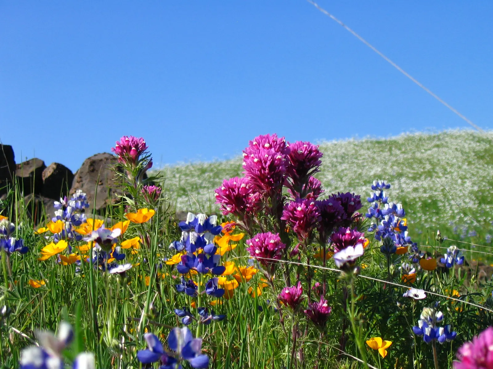Owl's Clover (Orthocarpus Purpurascens) — which means that while it does photosynthesize; it thrives in full sun to partial shade and well-drained, image 60