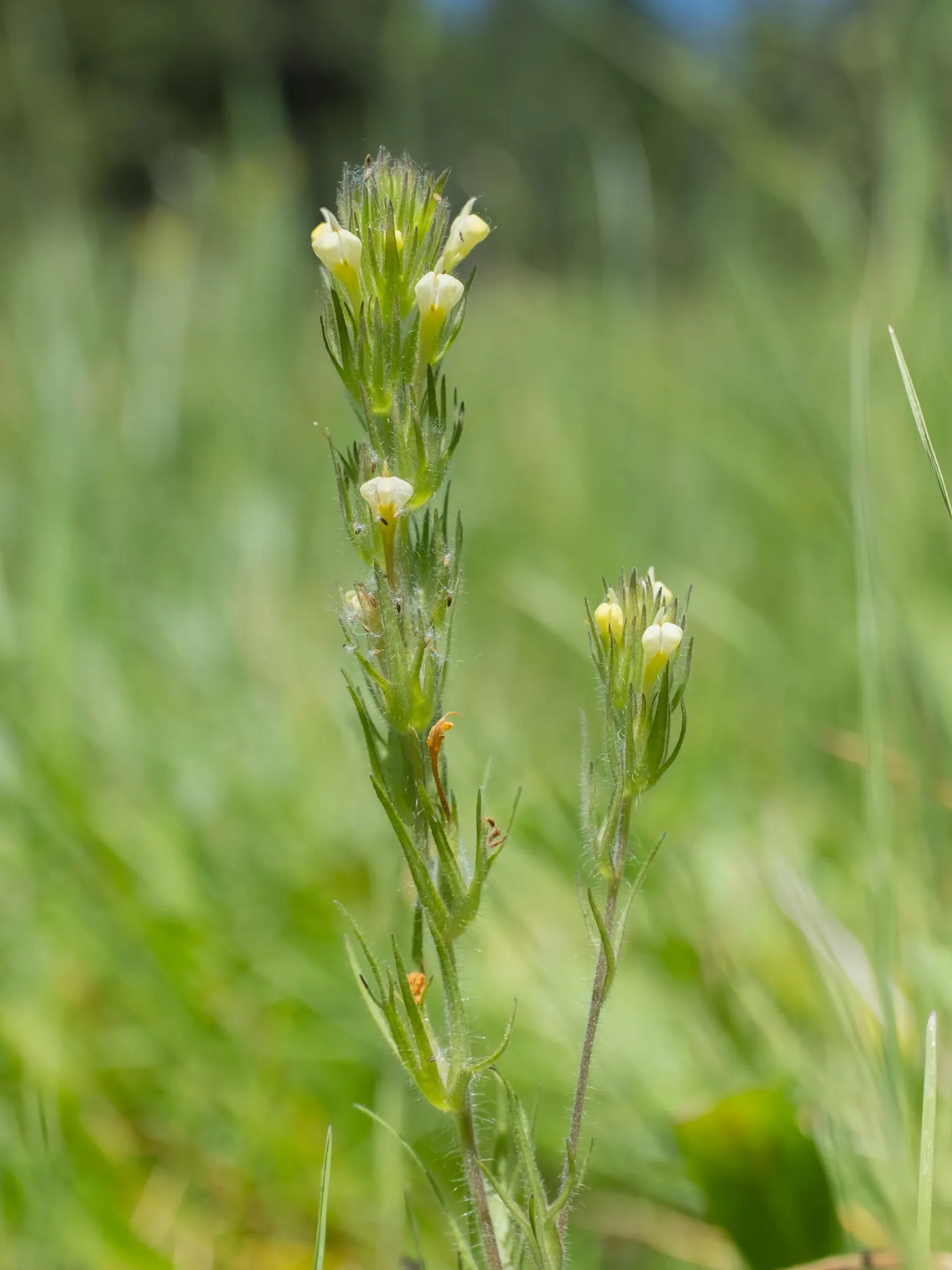 Owl's Clover (Orthocarpus Purpurascens) — requiring minimal watering once established; with a spread of approximately 6 to 12 inches, image 87