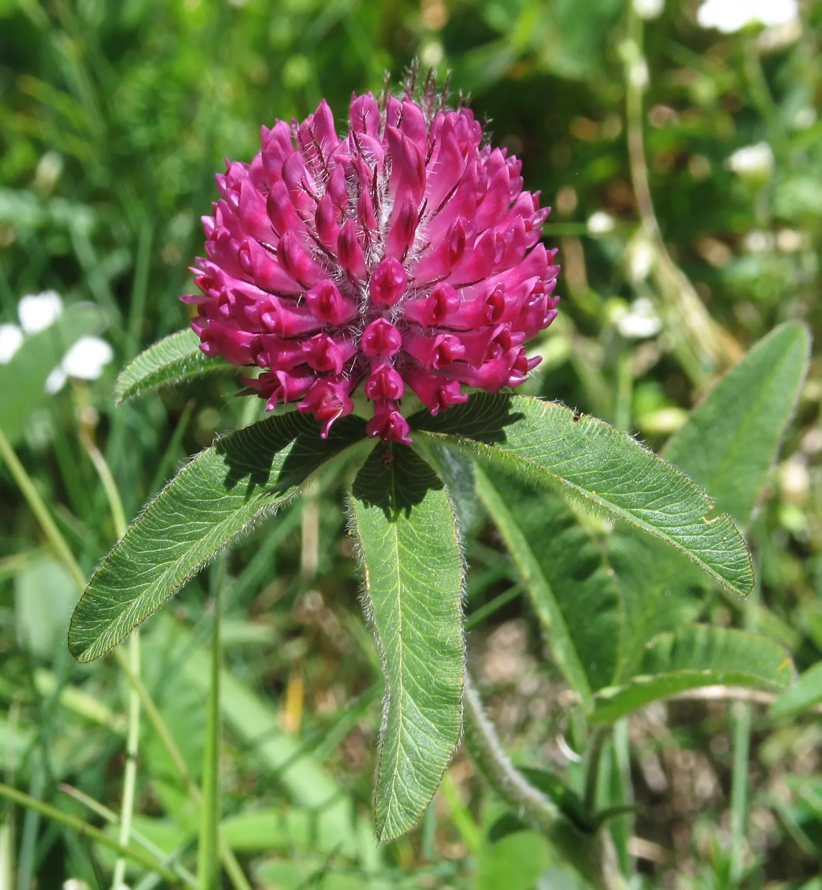 Owl's Clover (Orthocarpus Purpurascens) — pink and purple flowers in the garden; is a fascinating addition to any garden seeking a touch of unique color and