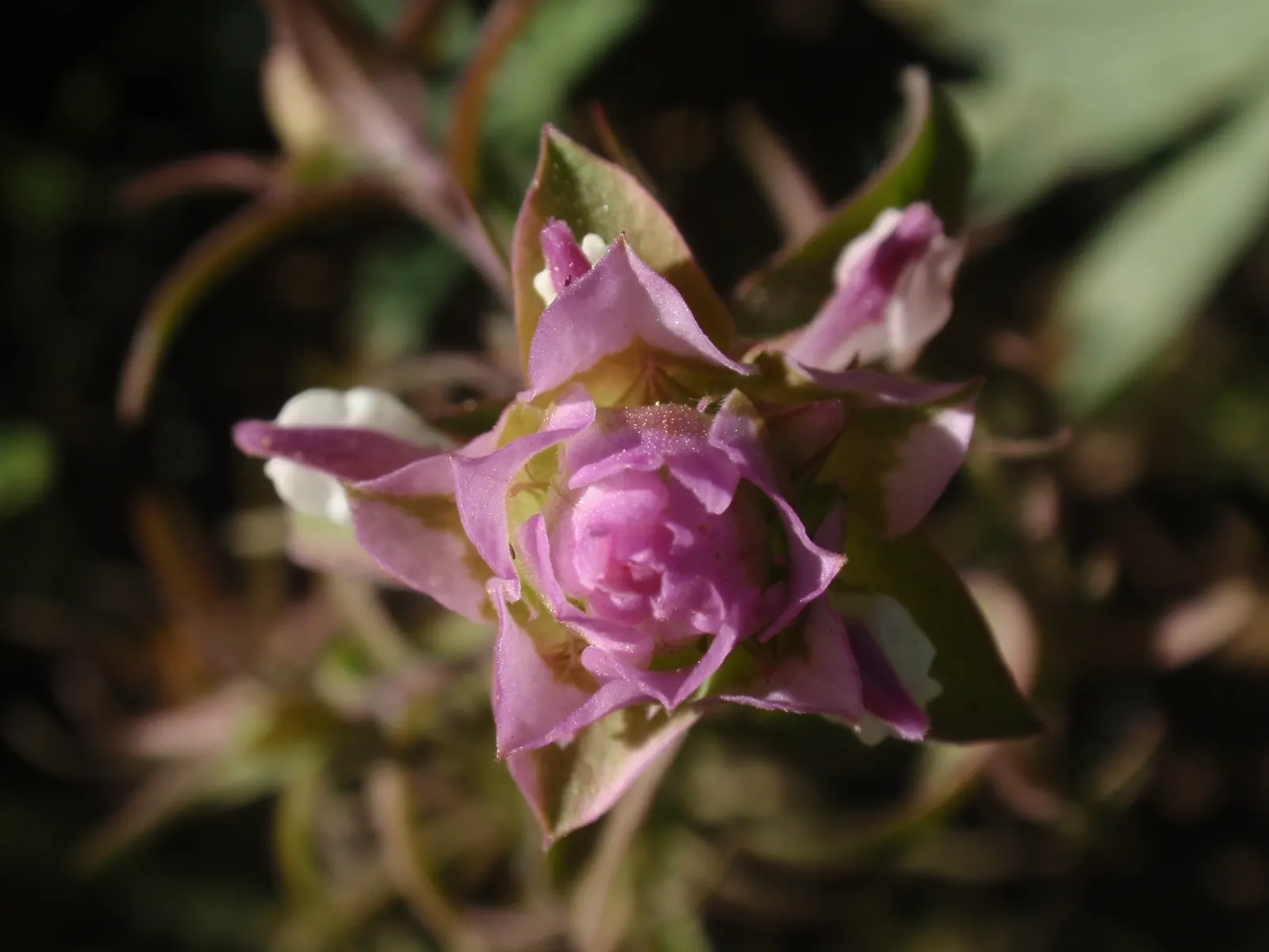 Owl's Clover (Orthocarpus Purpurascens) — It thrives in full sun to partial shade and well-drained soils, reaching up to 12 inches in height