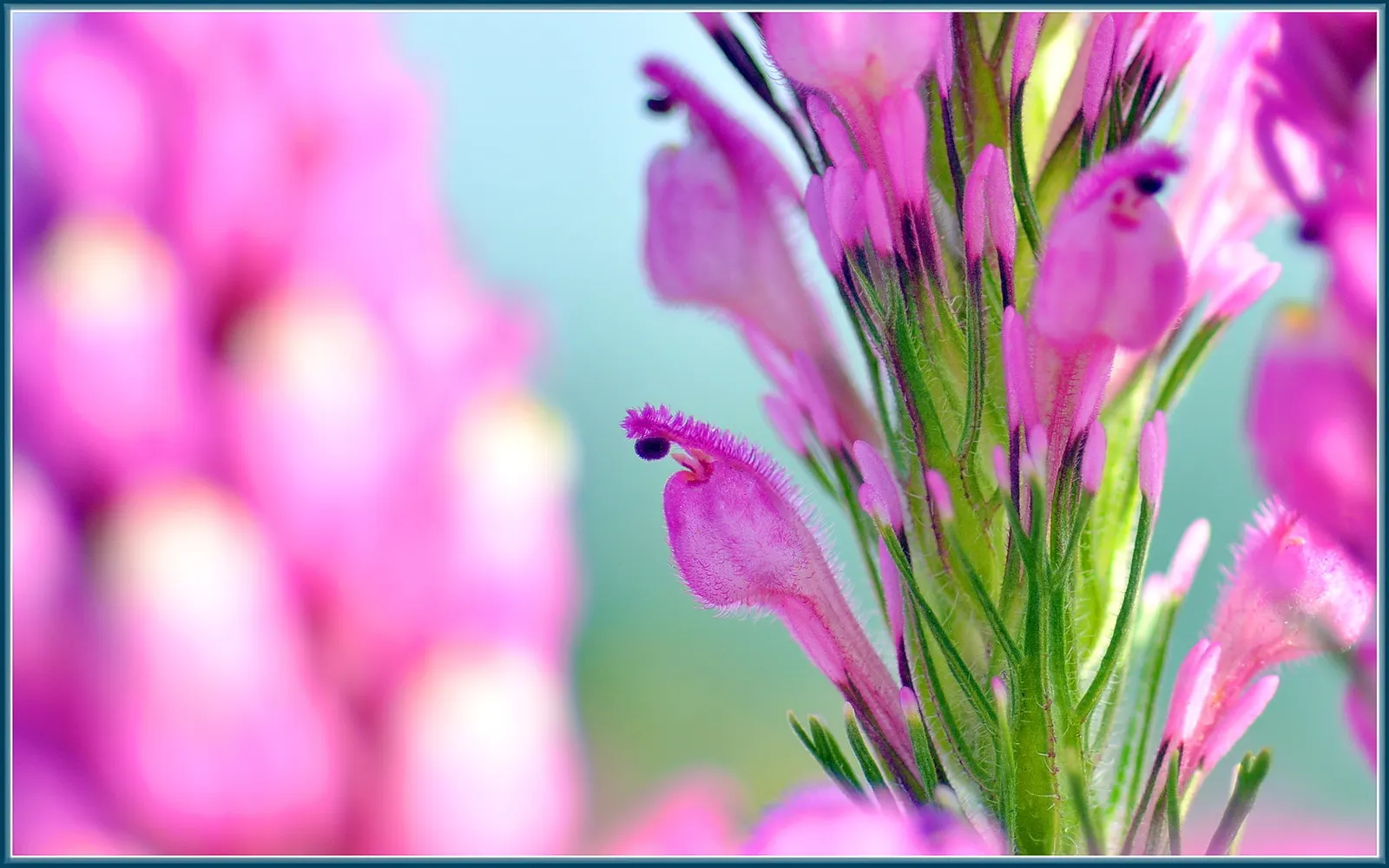 Owl's Clover (Orthocarpus Purpurascens) — which are intricately marked and resemble the shape of a small owl's face