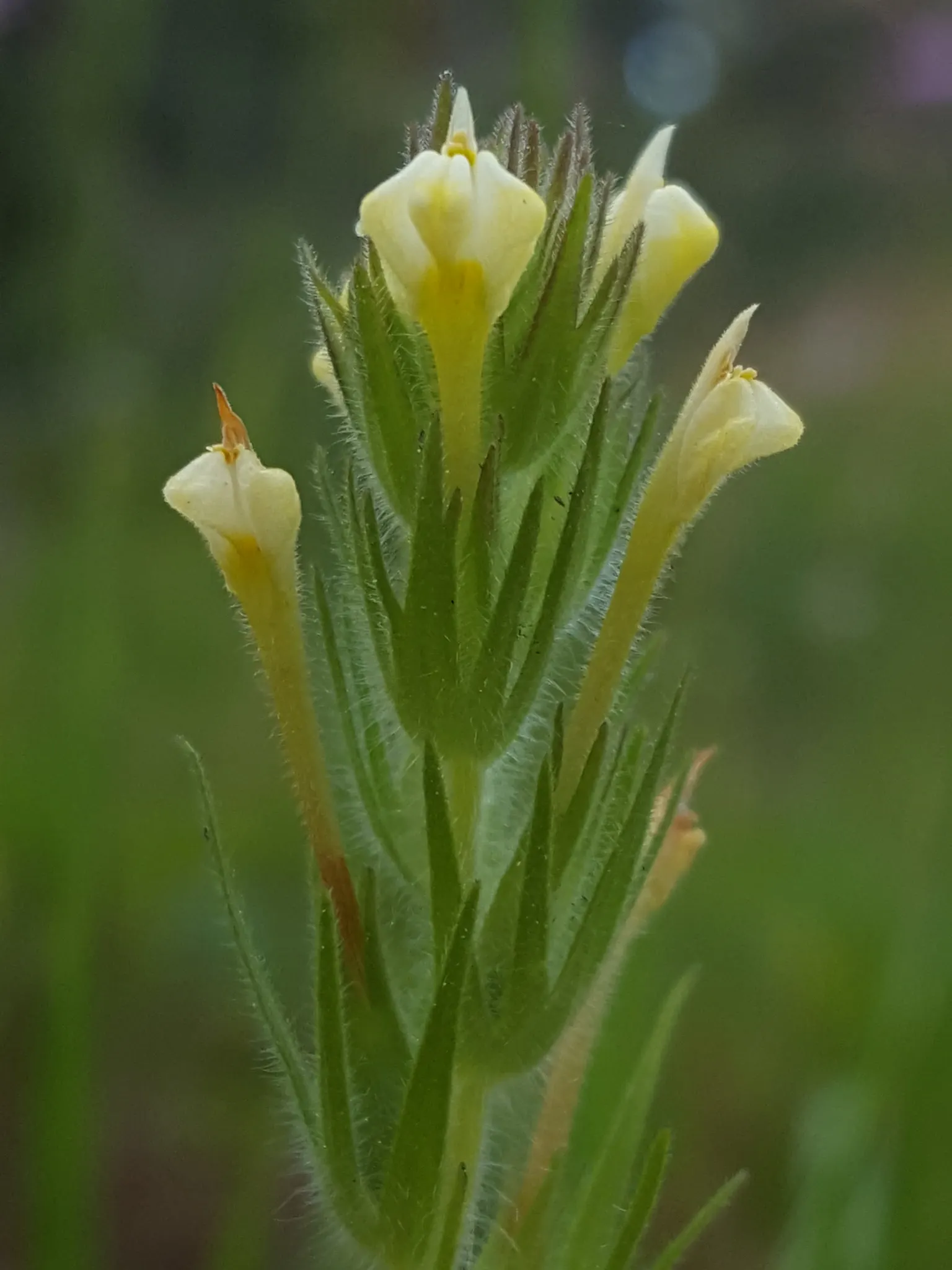 Owl's Clover (Orthocarpus Purpurascens) — It thrives in full sun to partial shade and well-drained soils, reaching up to 12 inches in height, image 72
