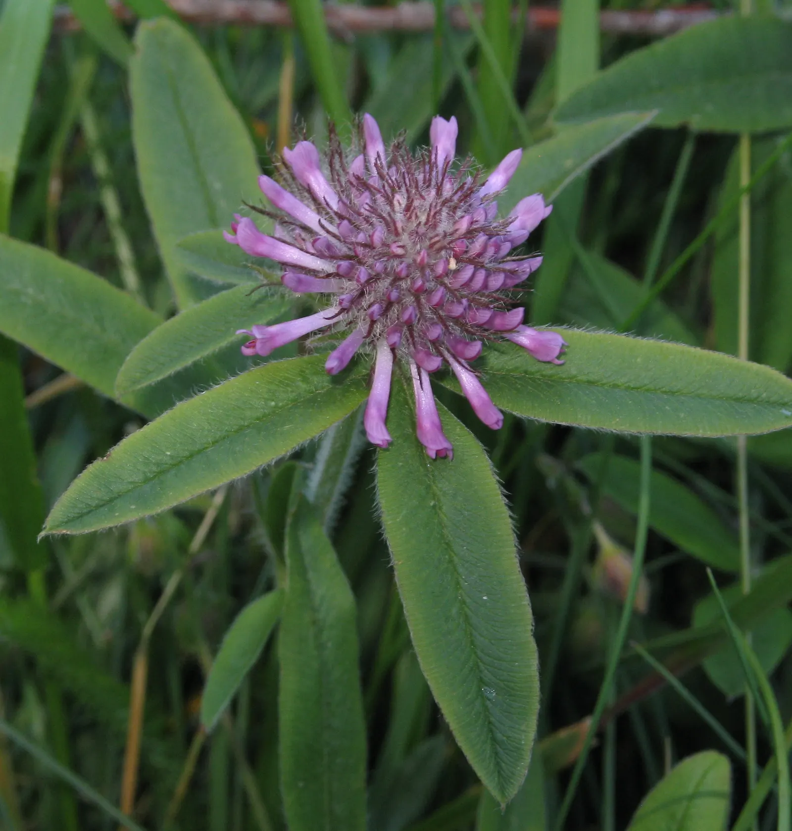 Owl's Clover (Orthocarpus Purpurascens) — thus conserving water and aligning with xeriscaping principles