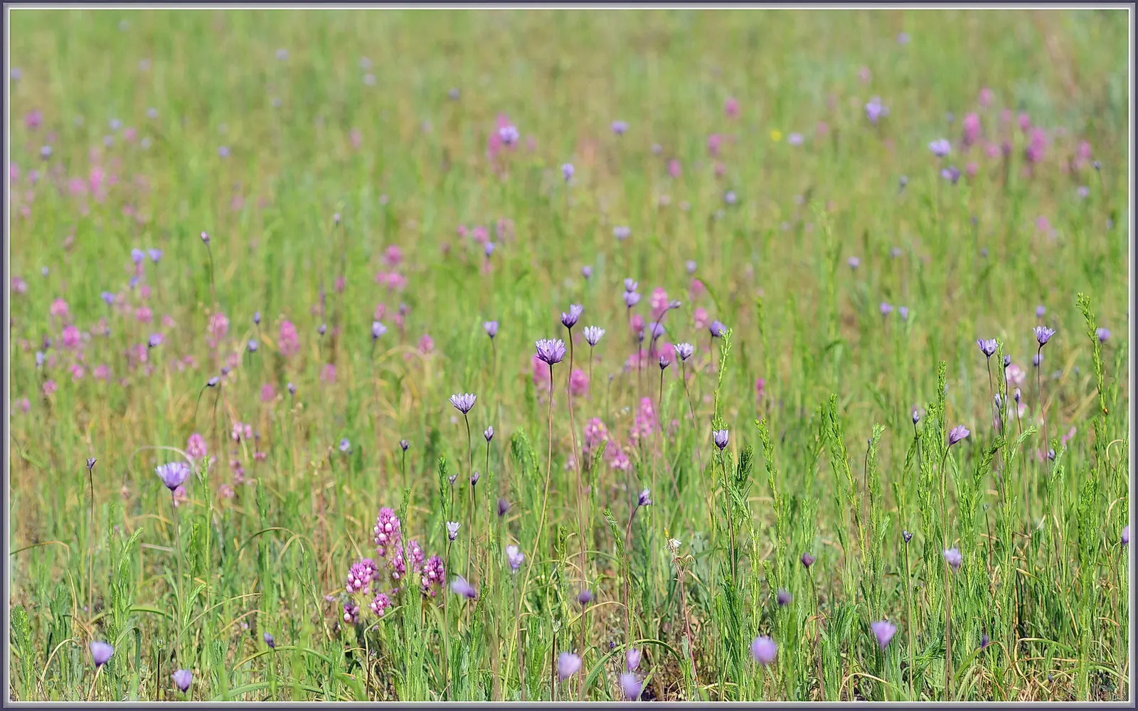 Owl's Clover (Orthocarpus Purpurascens) — and to strengthen the garden's ecological function; annual with pink and purple blooms