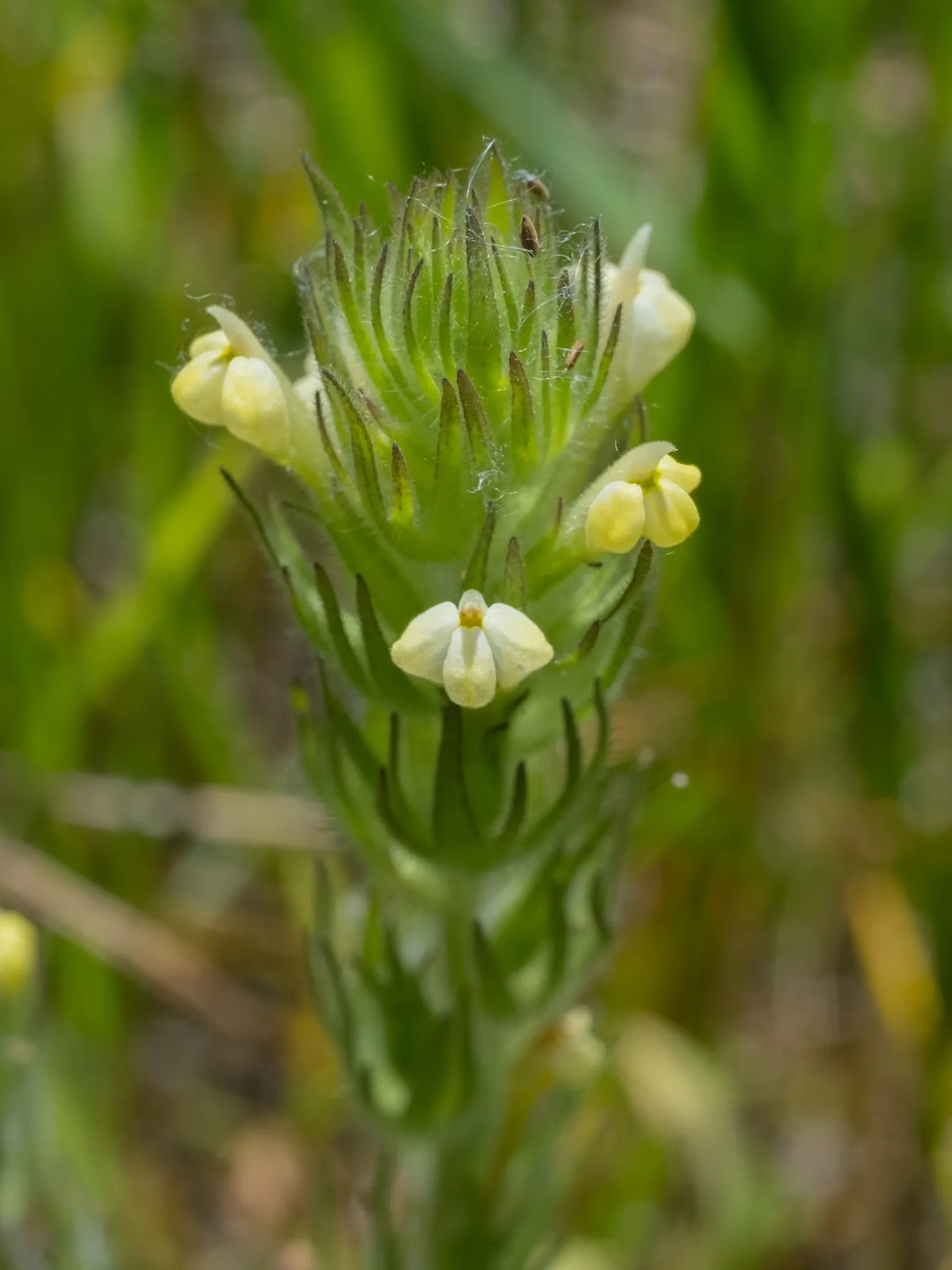 Owl's Clover (Orthocarpus Purpurascens) — Owl's Clover (Orthocarpus purpurascens) is a striking annual; ideal for wildflower meadows or as a border, image 47