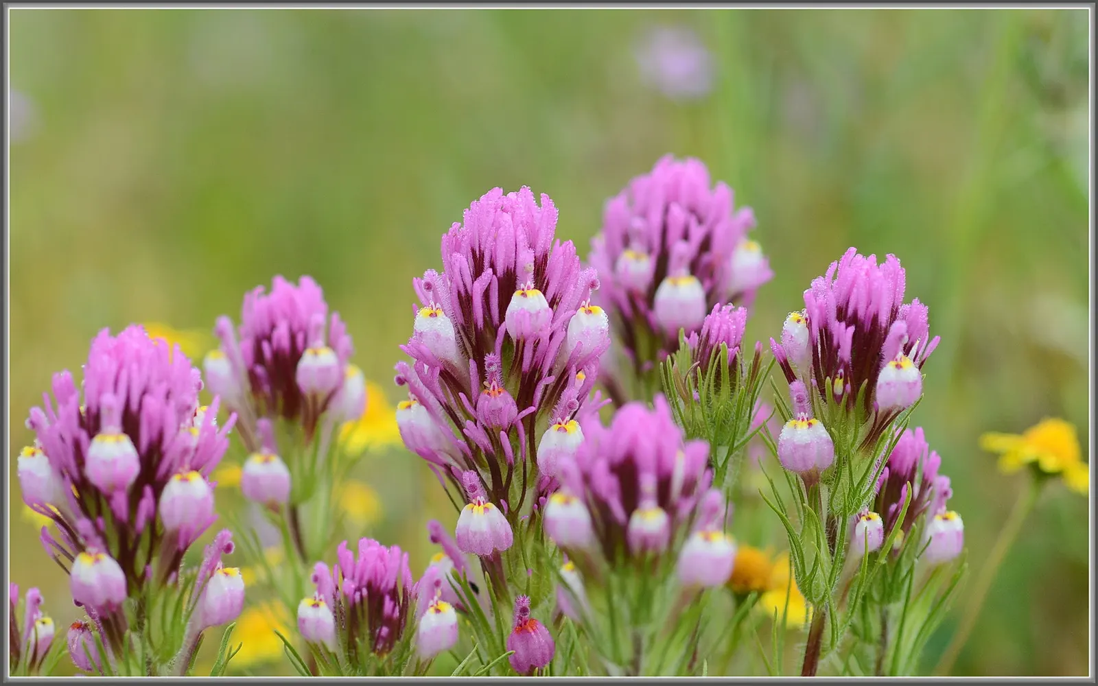 Owl's Clover (Orthocarpus Purpurascens) — thus giving this plant its common name