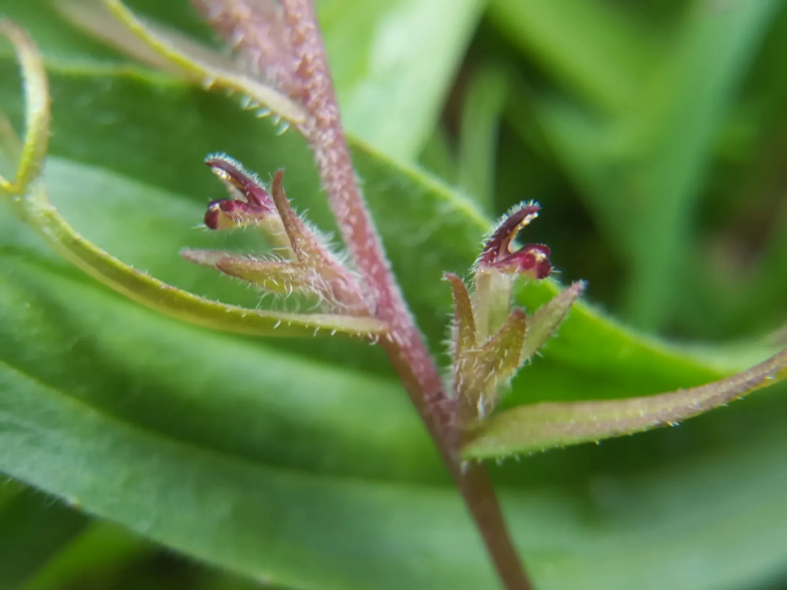 Owl's Clover (Orthocarpus Purpurascens) — with a spread of approximately 6 to 12 inches