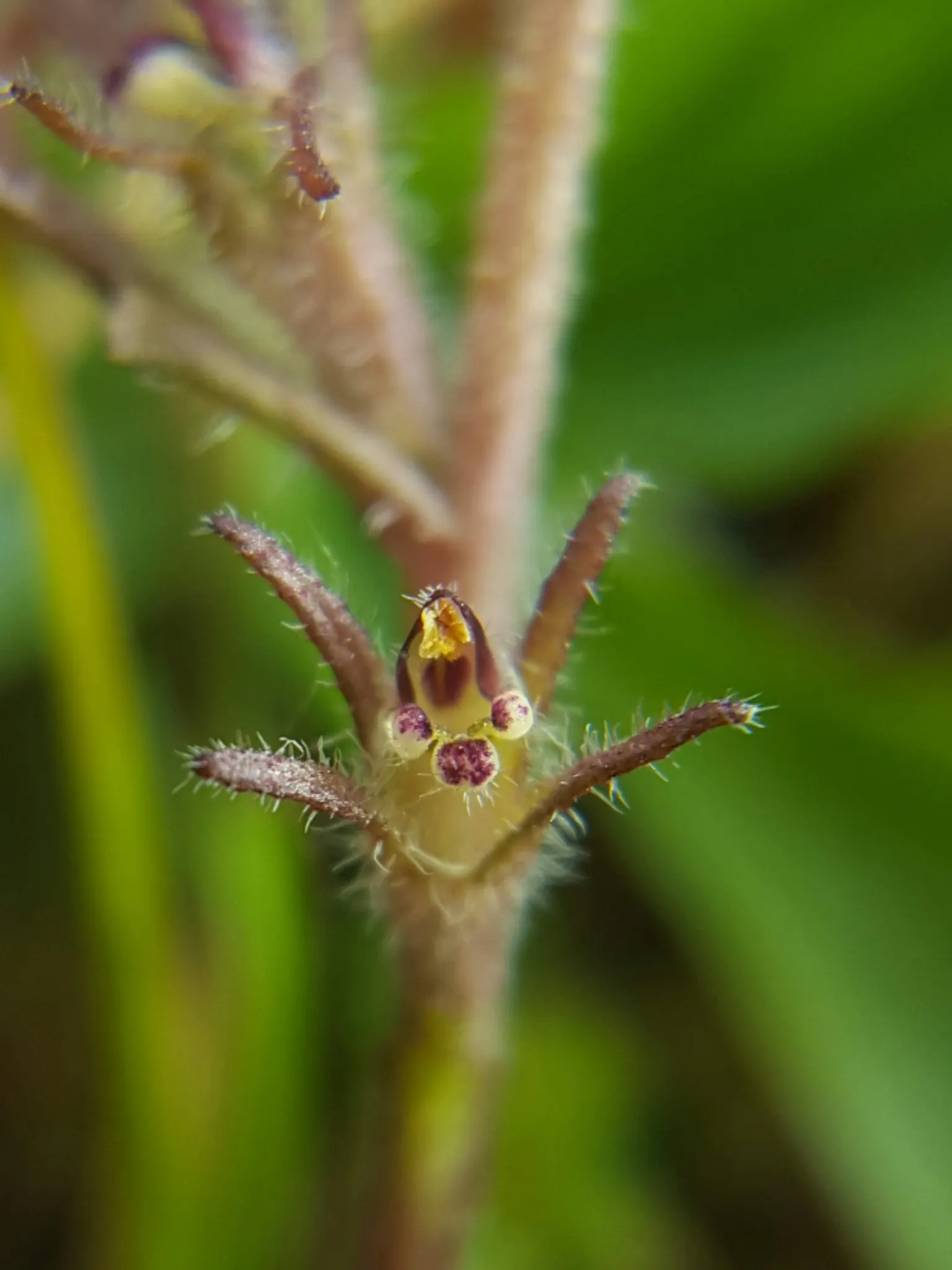 Owl's Clover (Orthocarpus Purpurascens) — which means that while it does photosynthesize